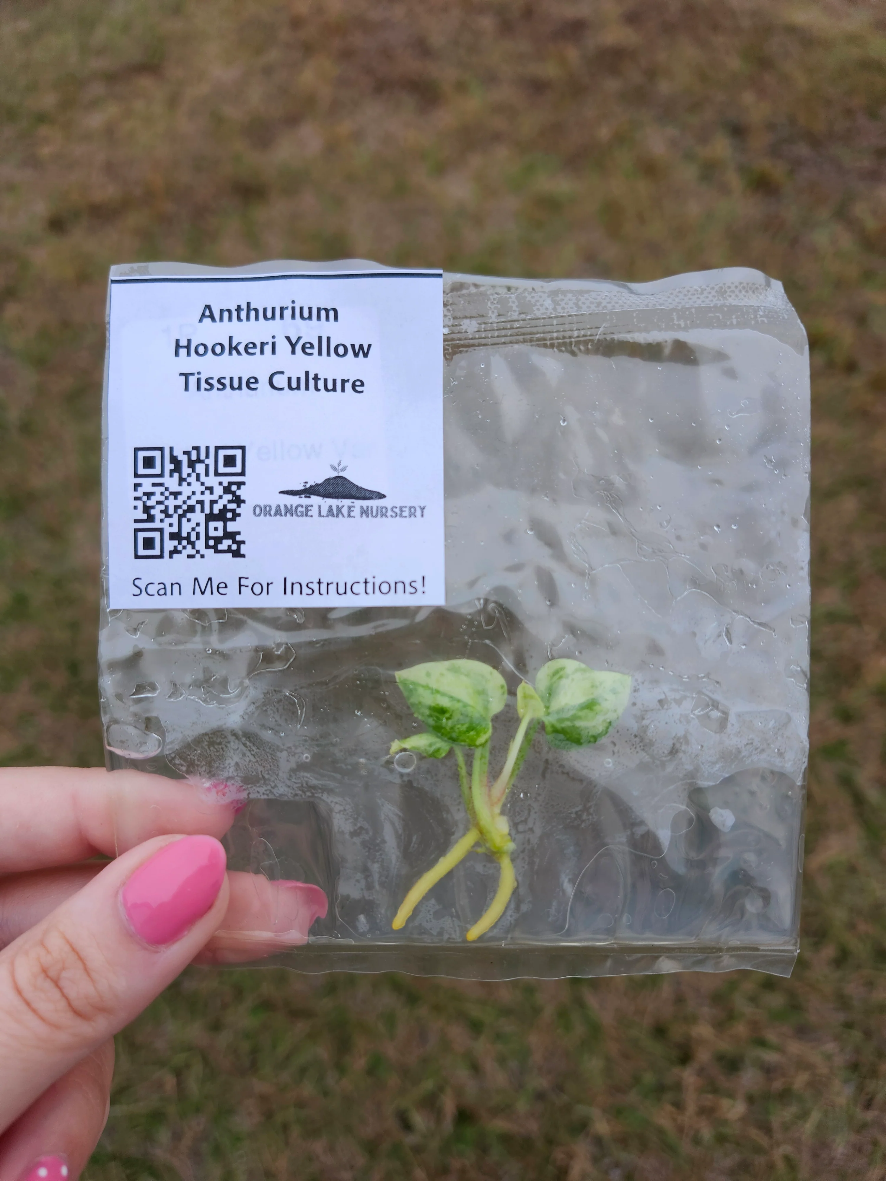 Anthurium Hookeri Yellow Variegated Tissue Culture - Image 5