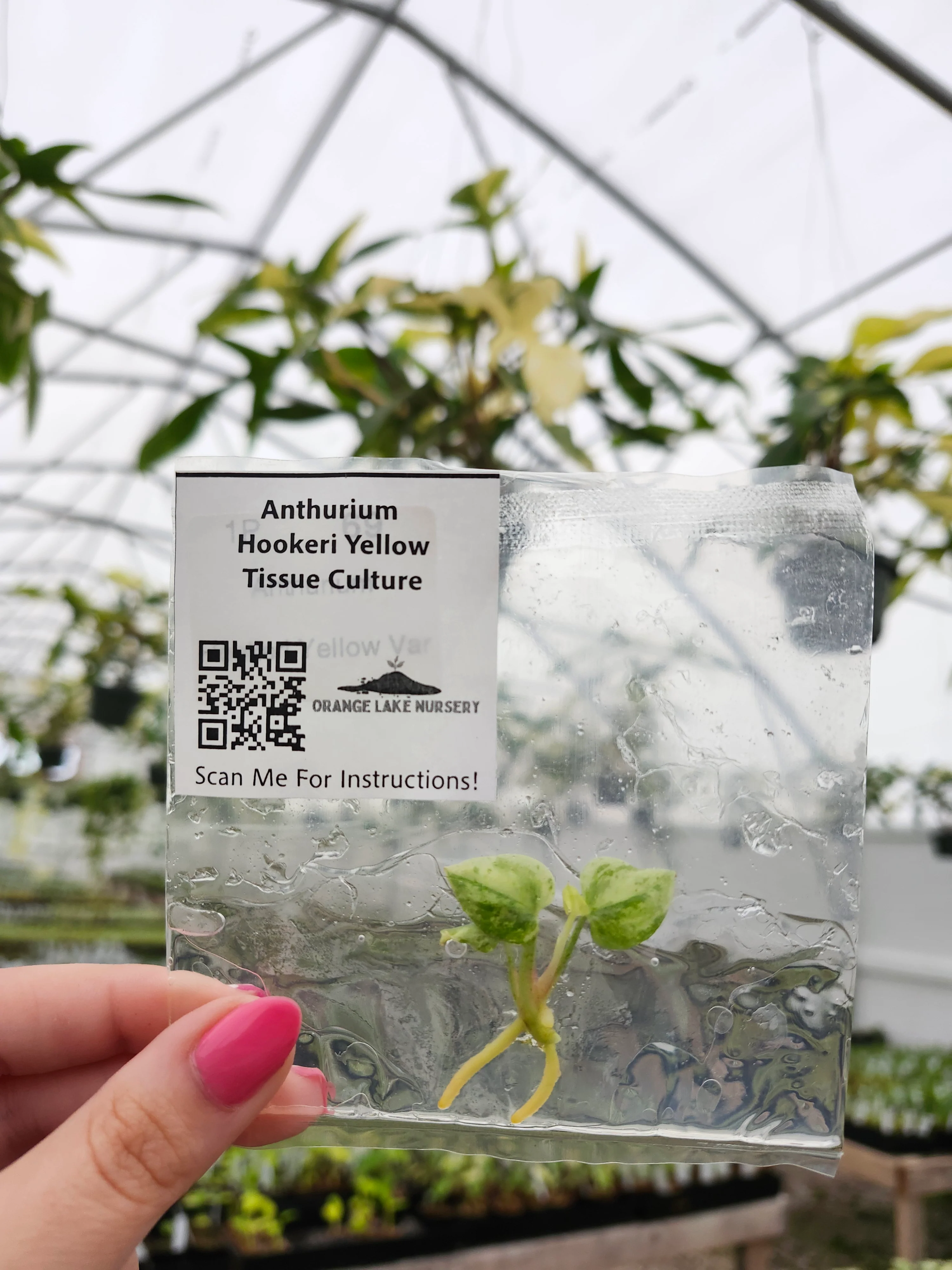 Anthurium Hookeri Yellow Variegated Tissue Culture - Image 6