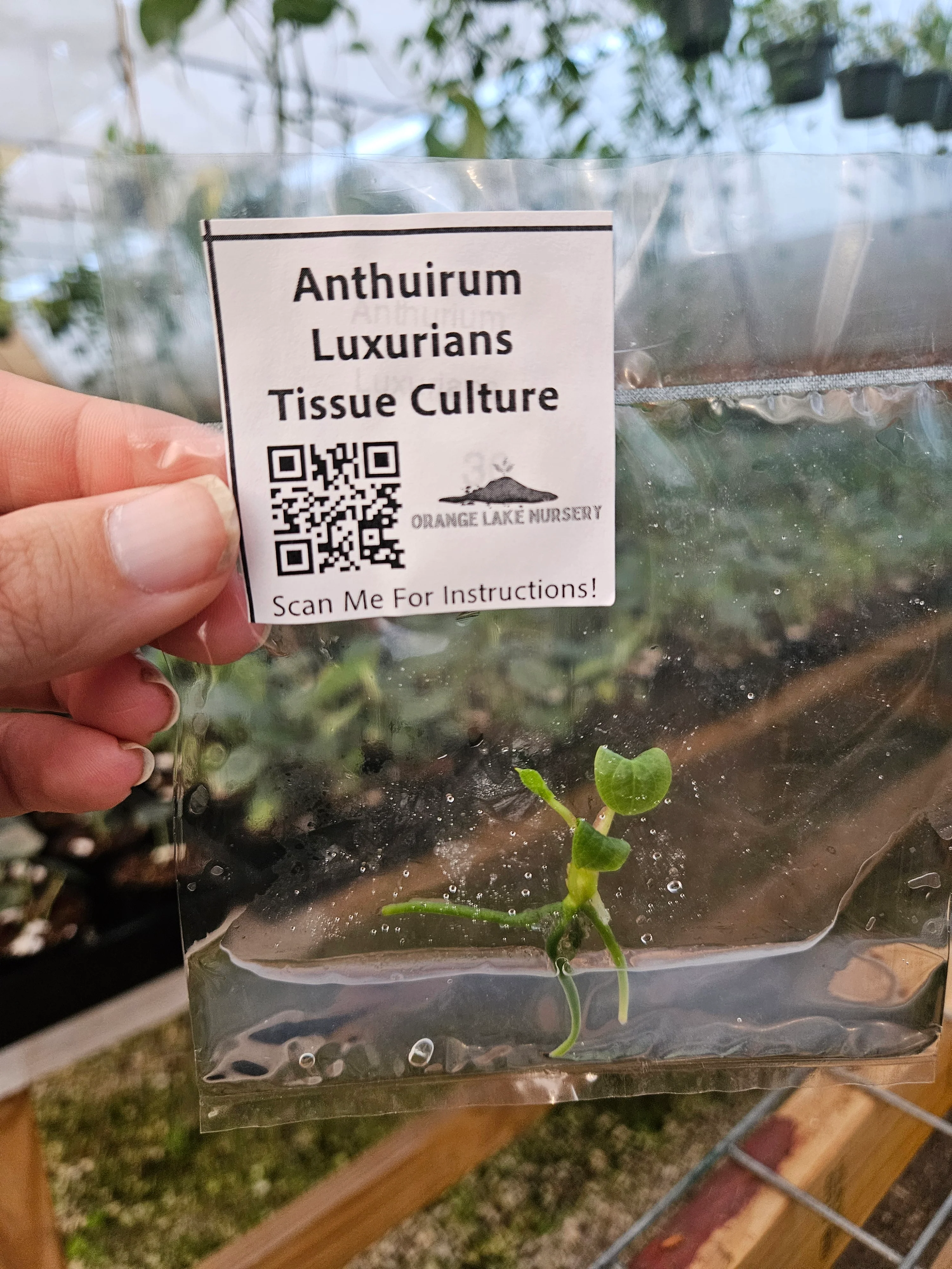 Anthurium Luxurians Tissue Culture - Image 3