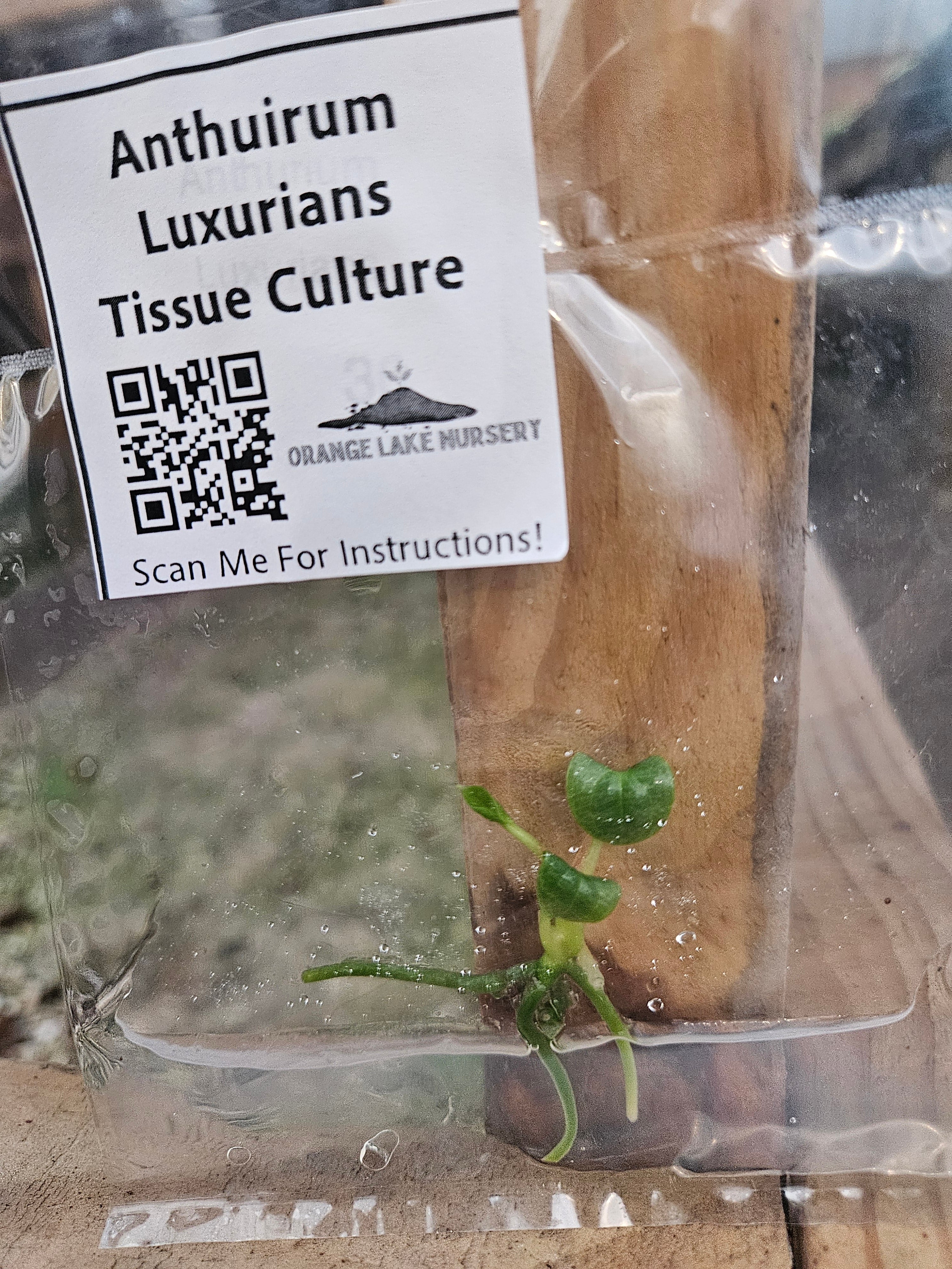 Anthurium Luxurians Tissue Culture - Image 4