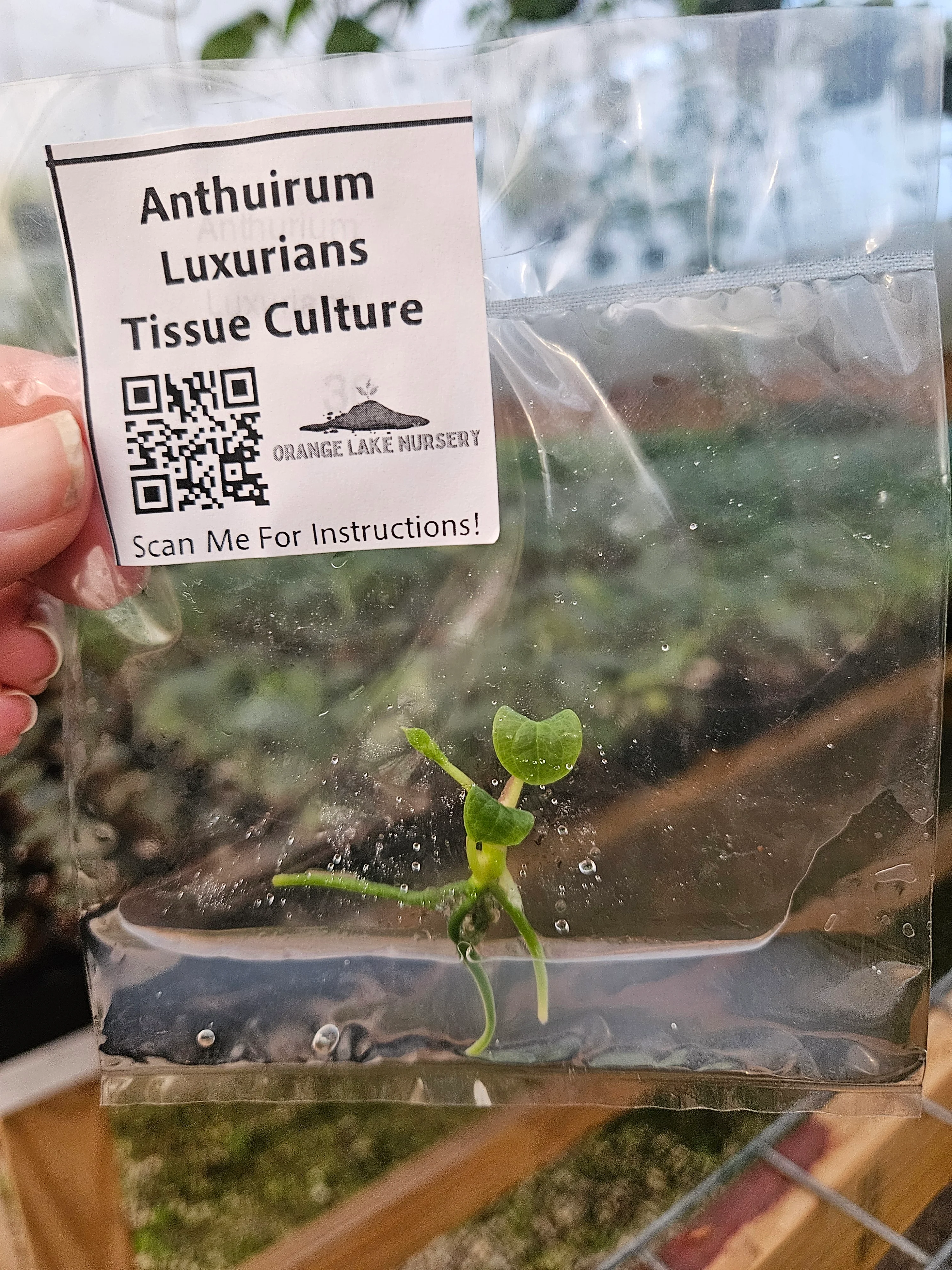 Anthurium Luxurians Tissue Culture - Image 5