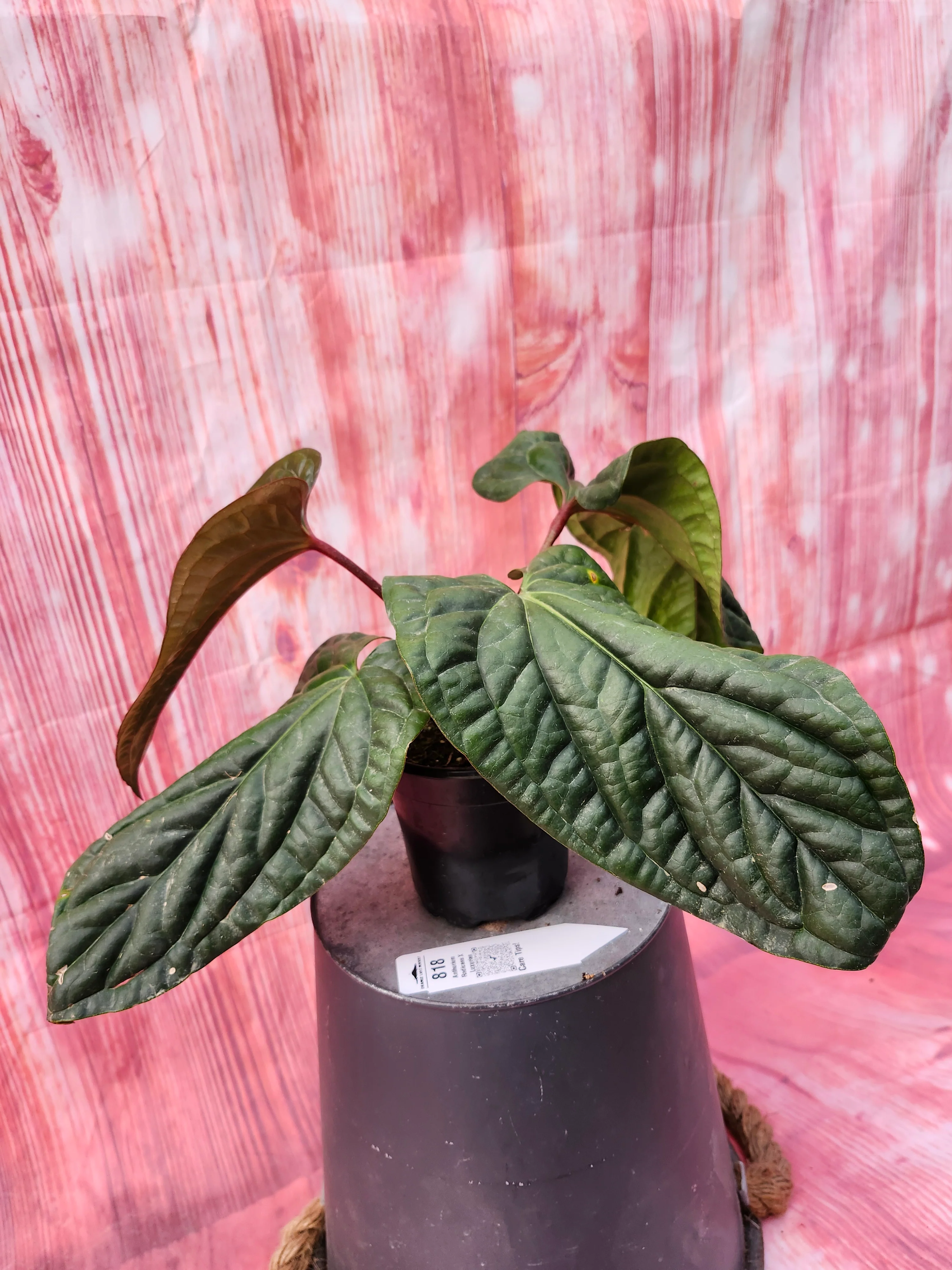 Anthurium Radicans X Luxurians (4in)-818 - Image 3