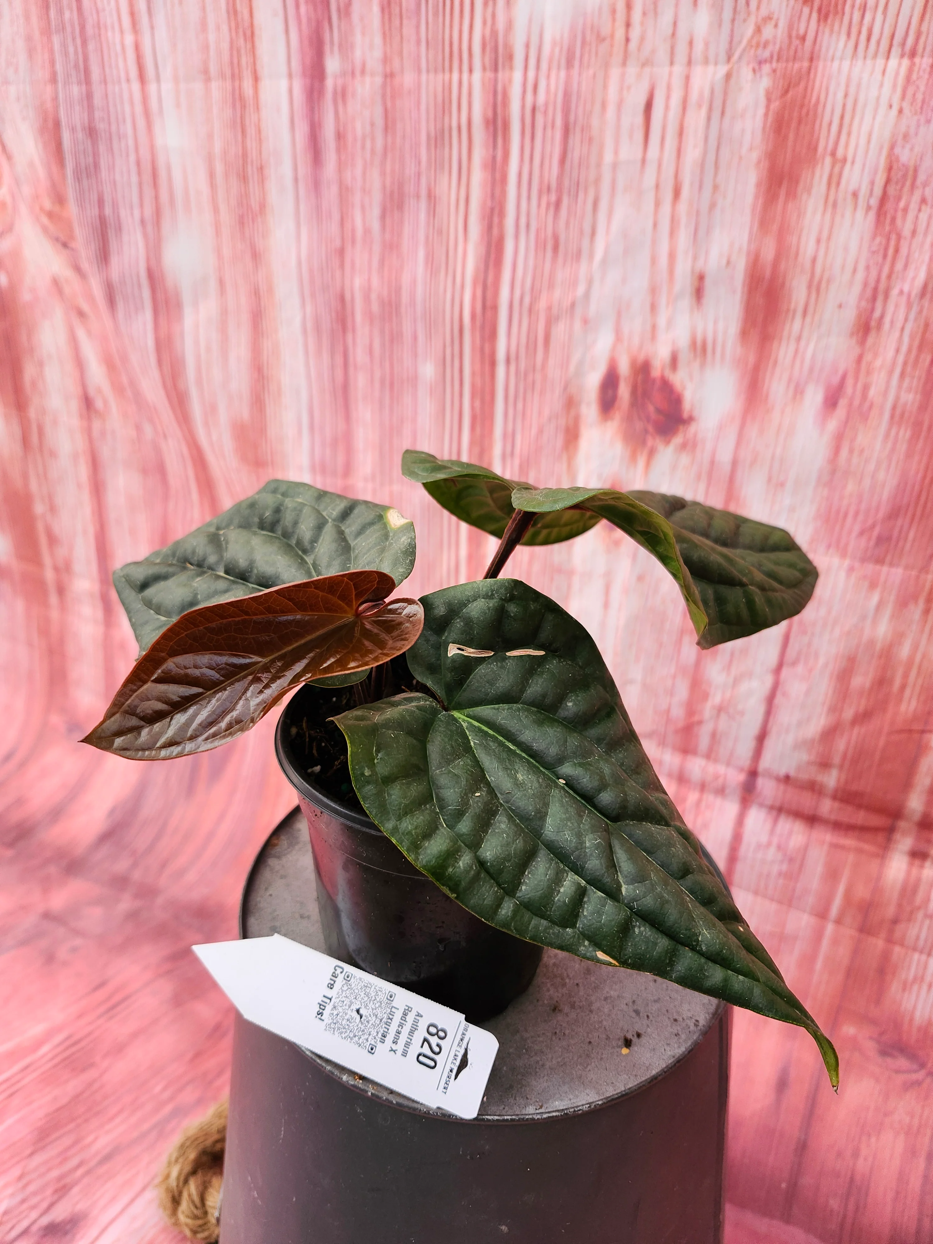 Anthurium Radicans X Luxurians (4in)-820 - Image 3