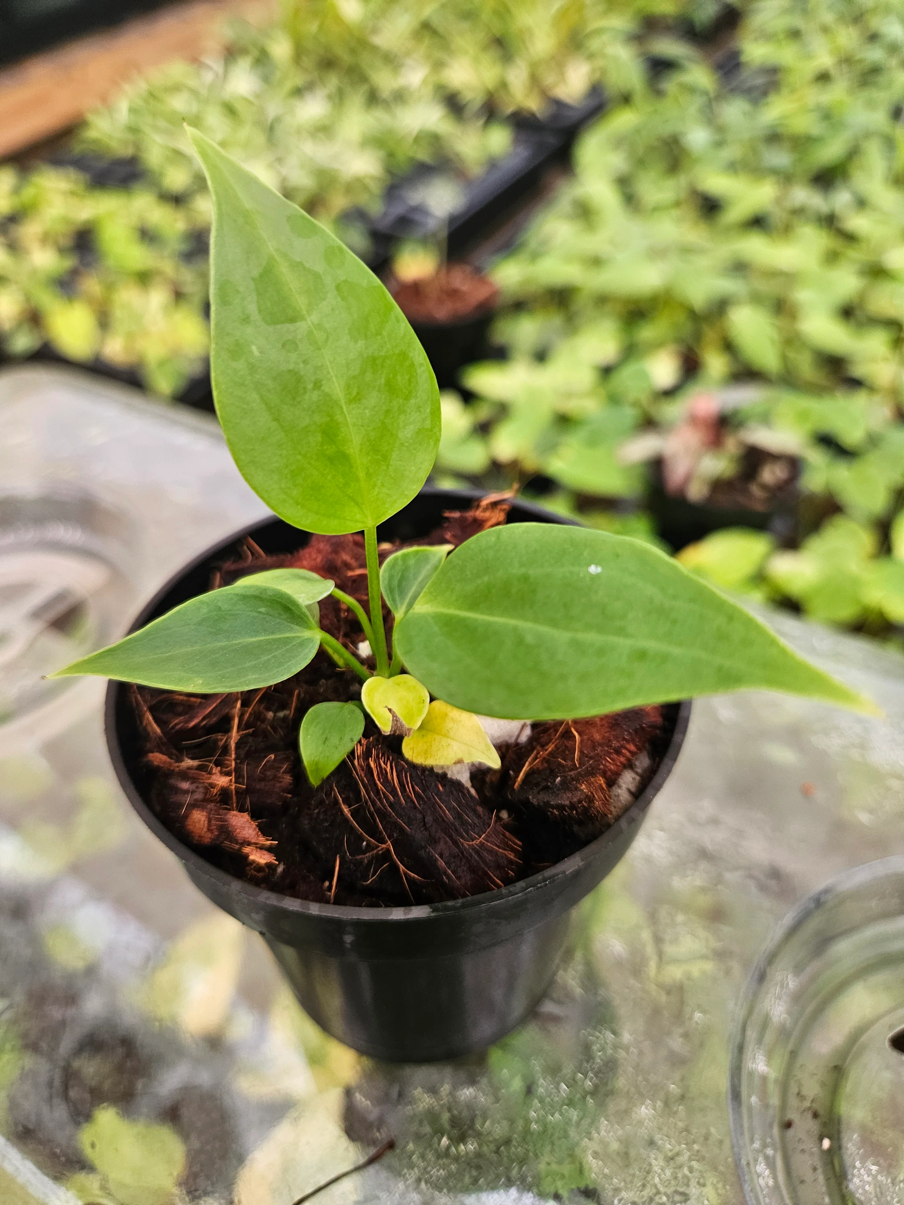 Anthurium Veitchii King - Image 3