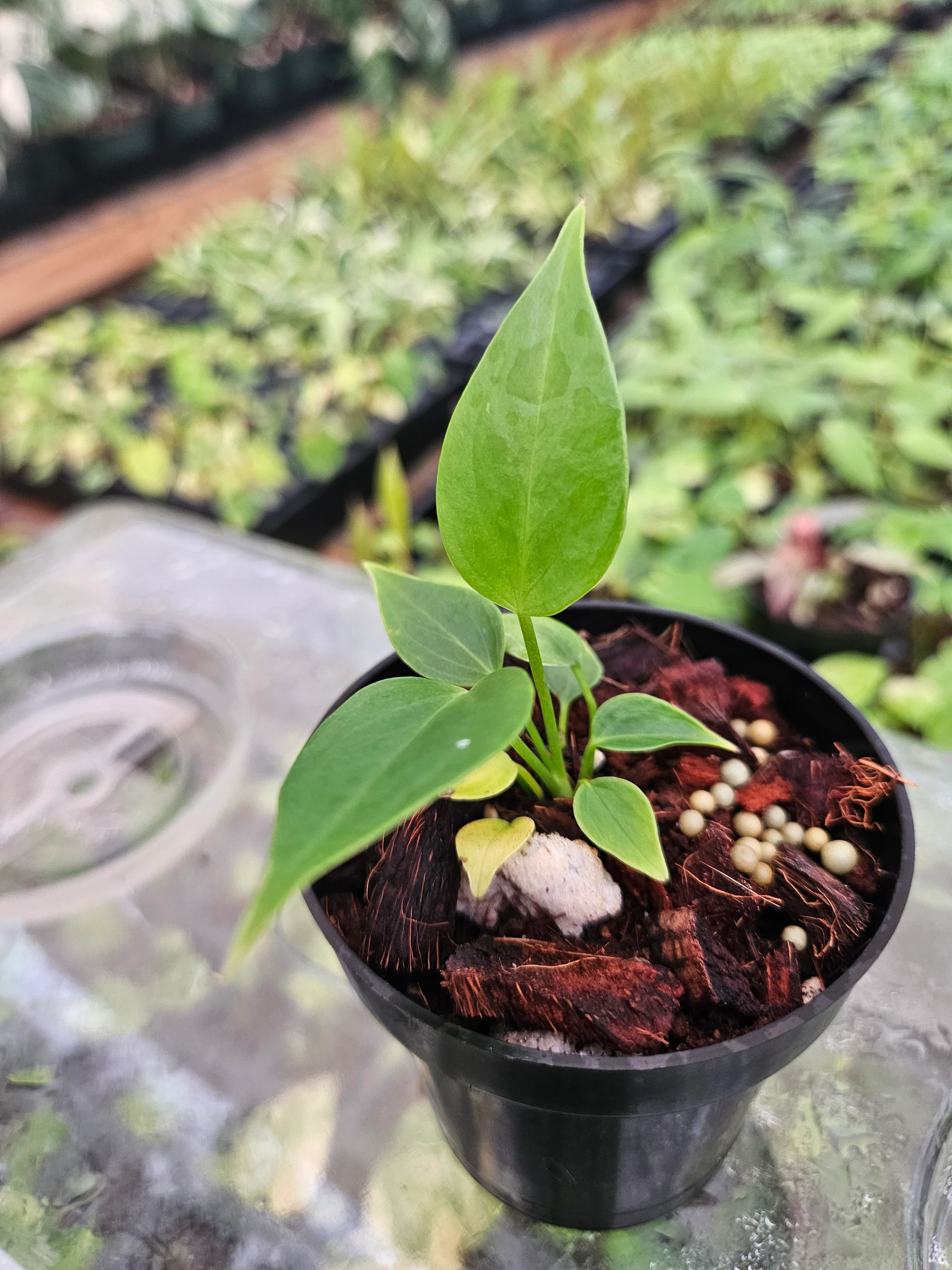 Anthurium Veitchii King - Image 5