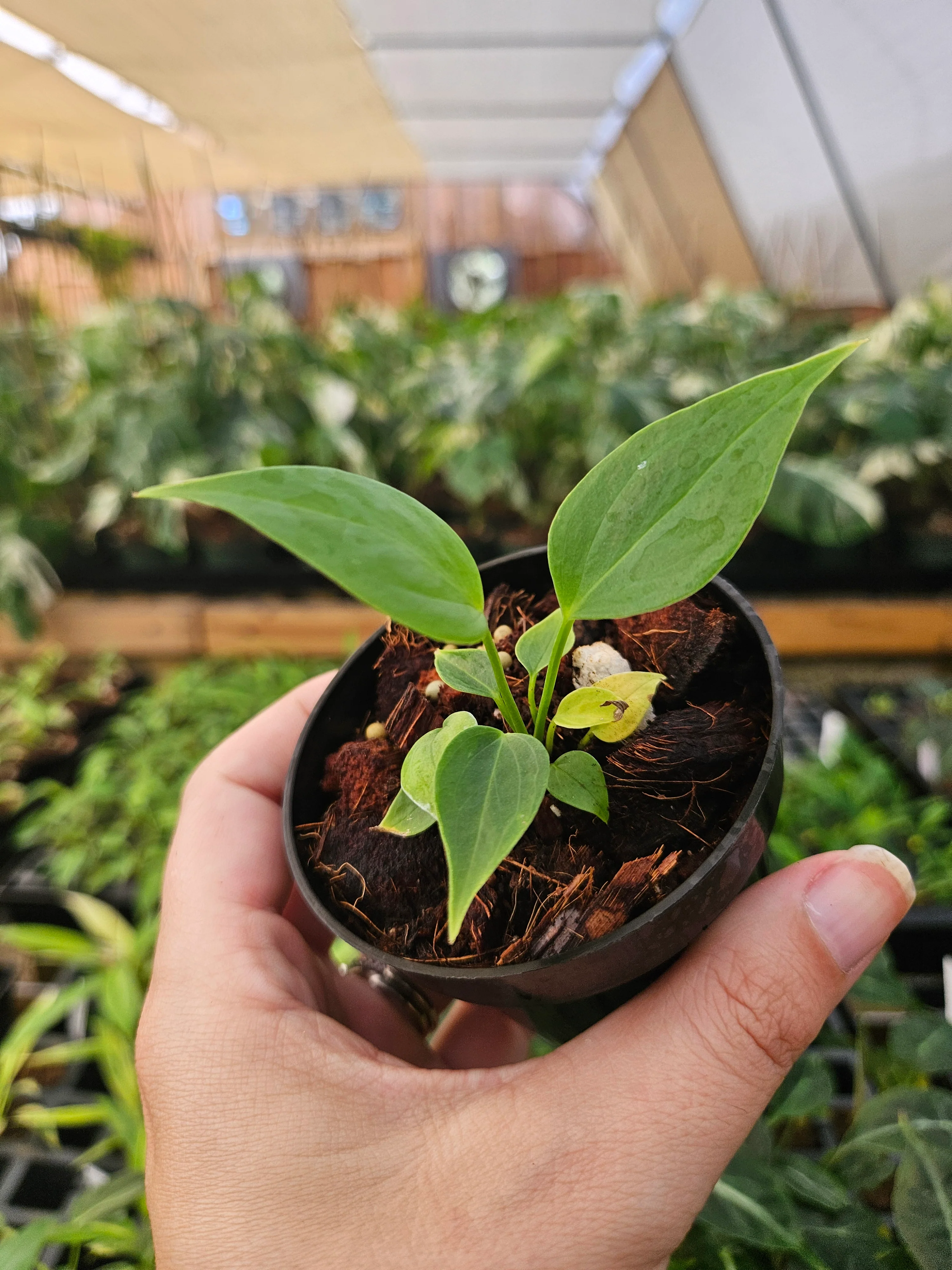 Anthurium Veitchii King - Image 6