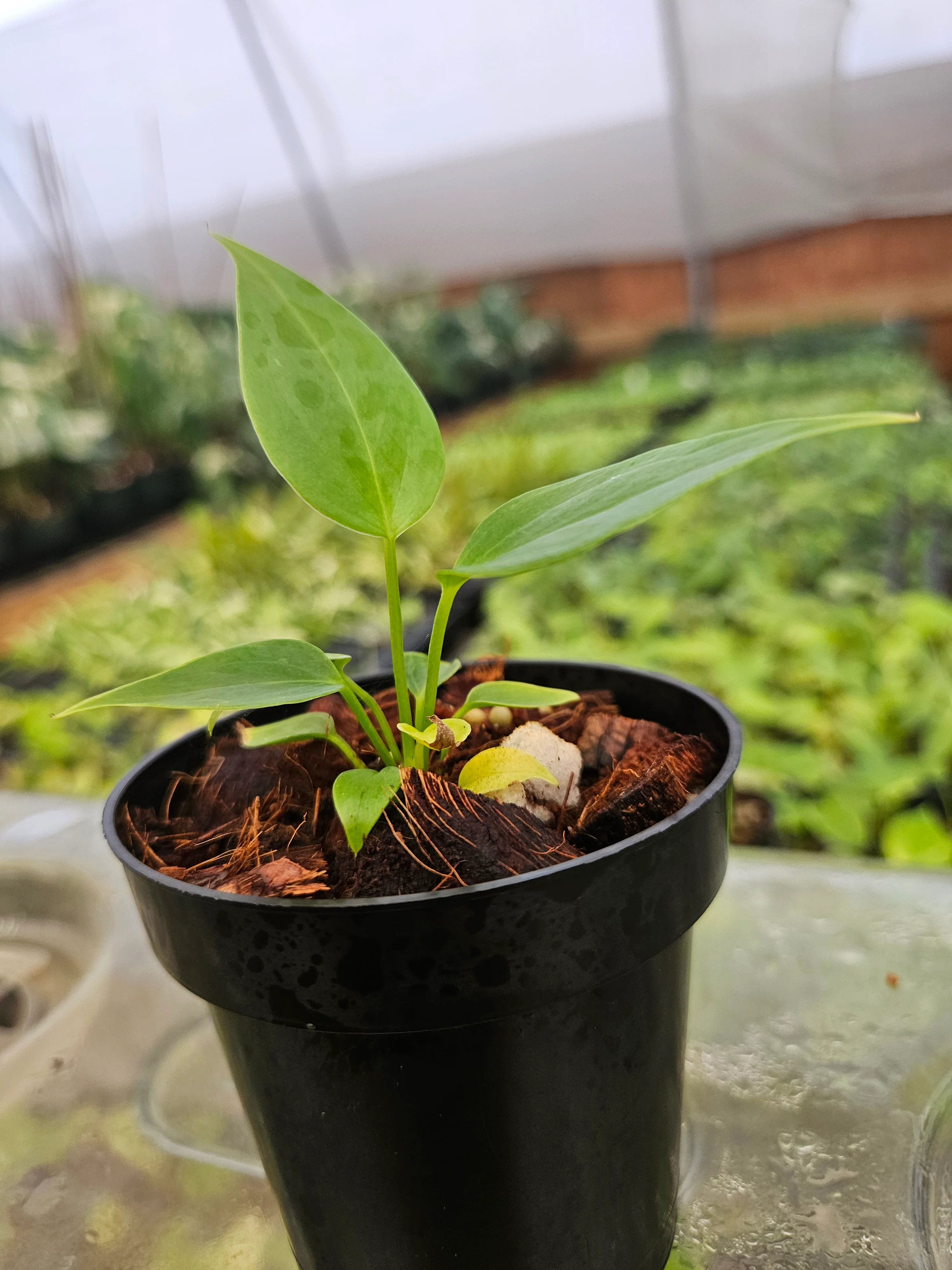 Anthurium Veitchii King - Image 7