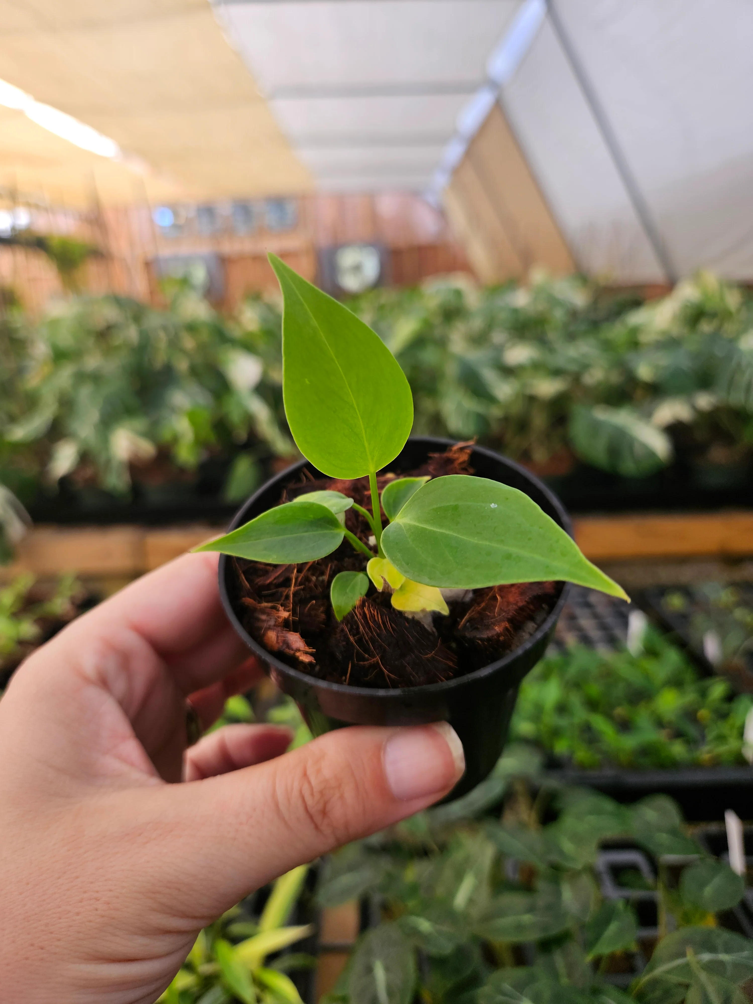 Anthurium Veitchii King - Image 8