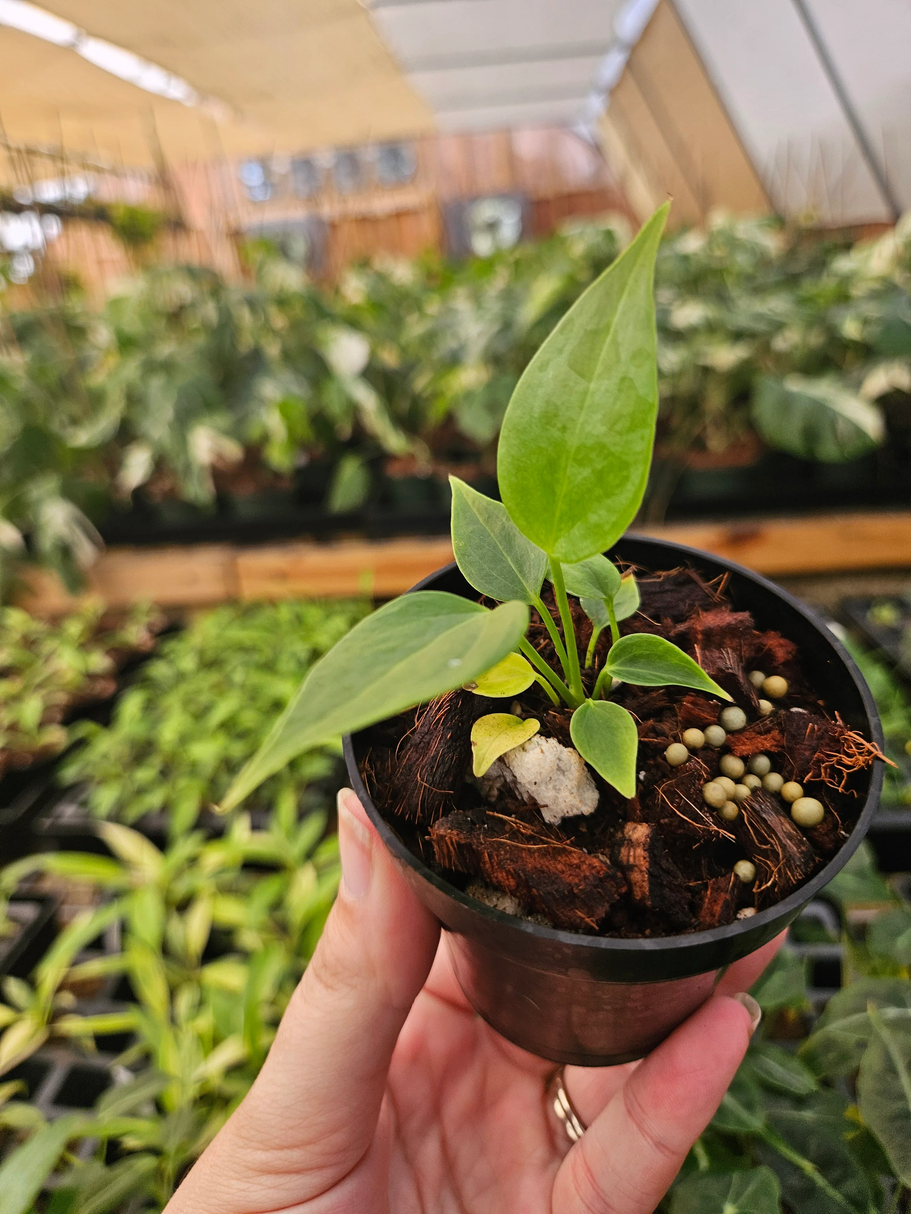 Anthurium Veitchii King - Image 9