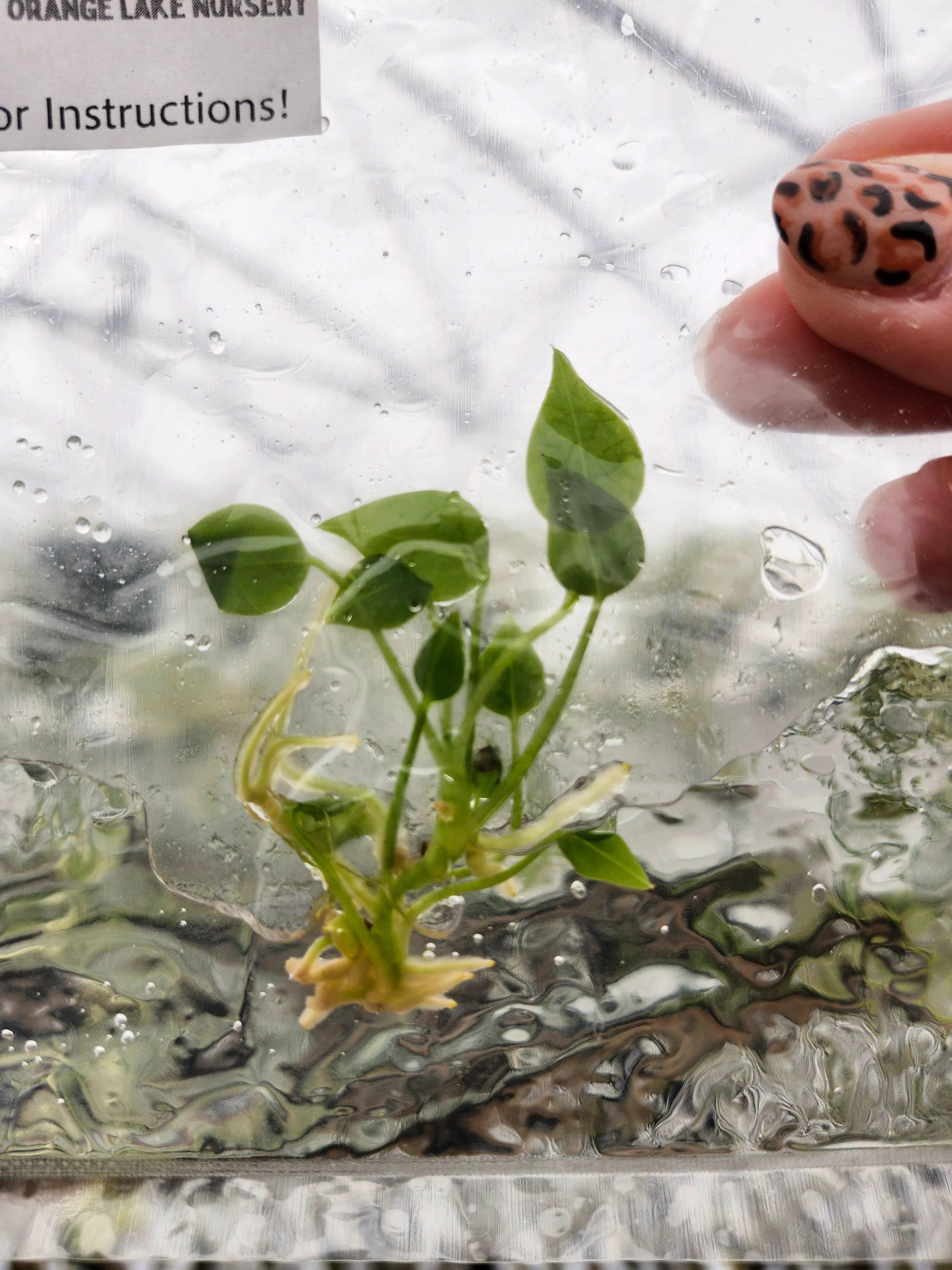 Anthurium Veitchii King Tissue Culture Single - Image 3