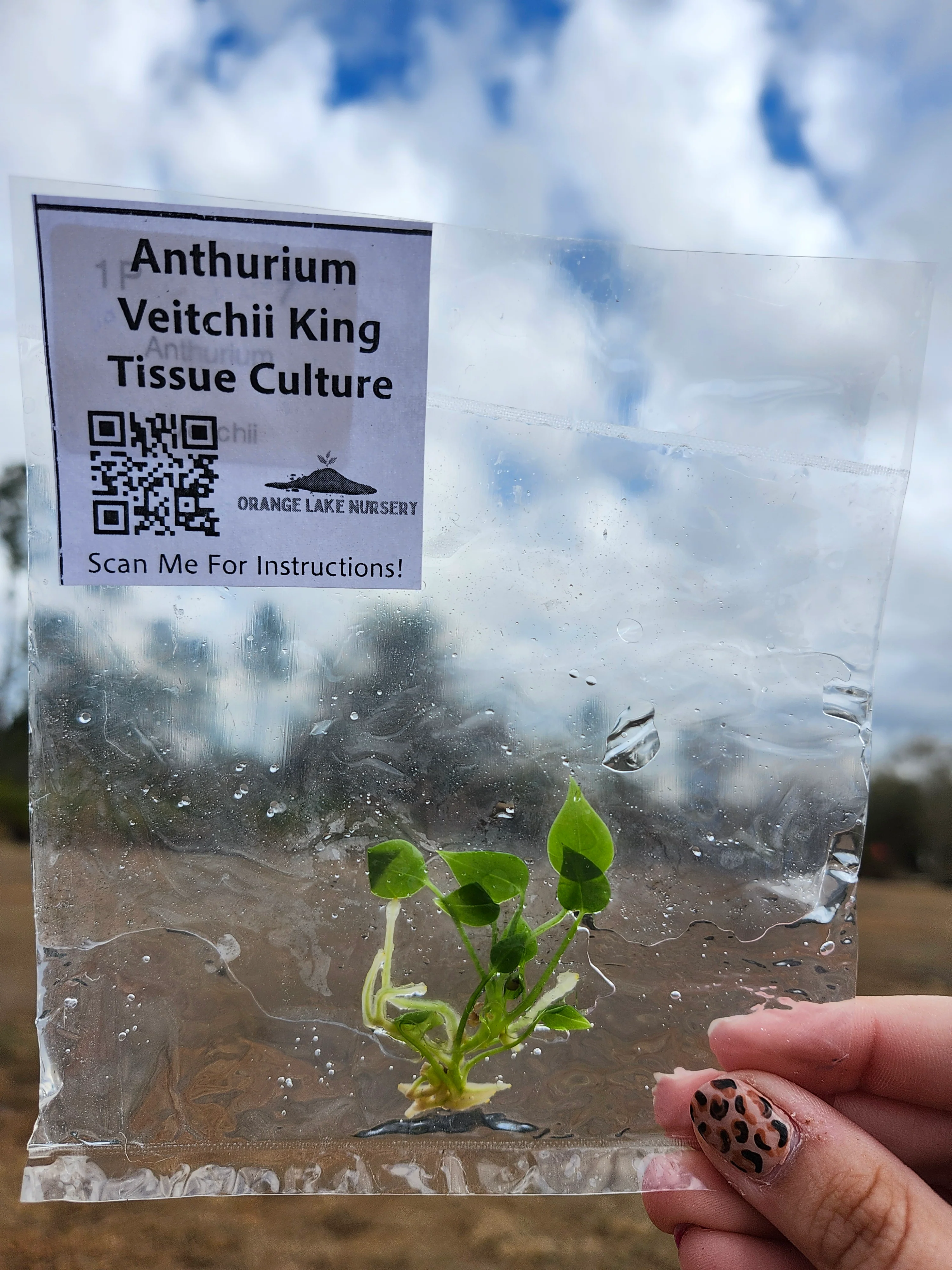 Anthurium Veitchii King Tissue Culture Single - Image 4