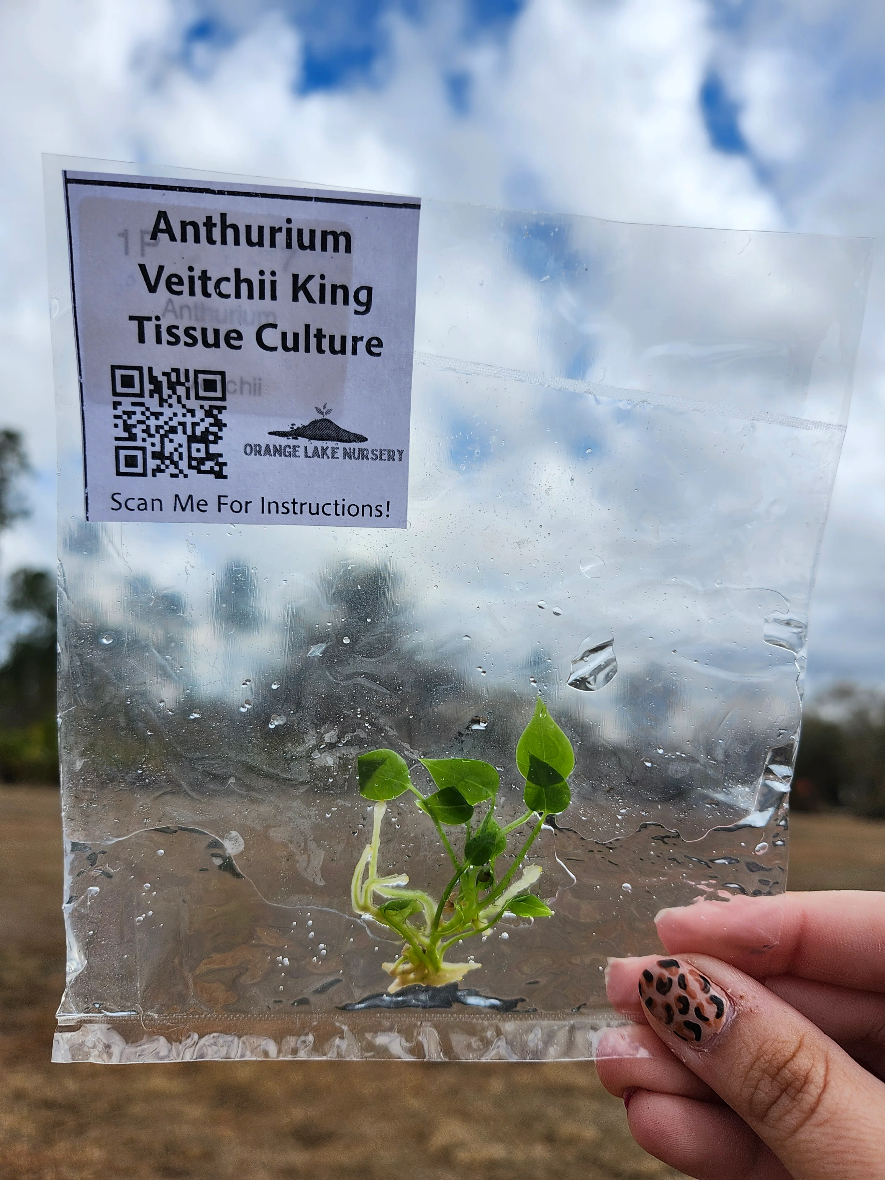 Anthurium Veitchii King Tissue Culture Single - Image 5