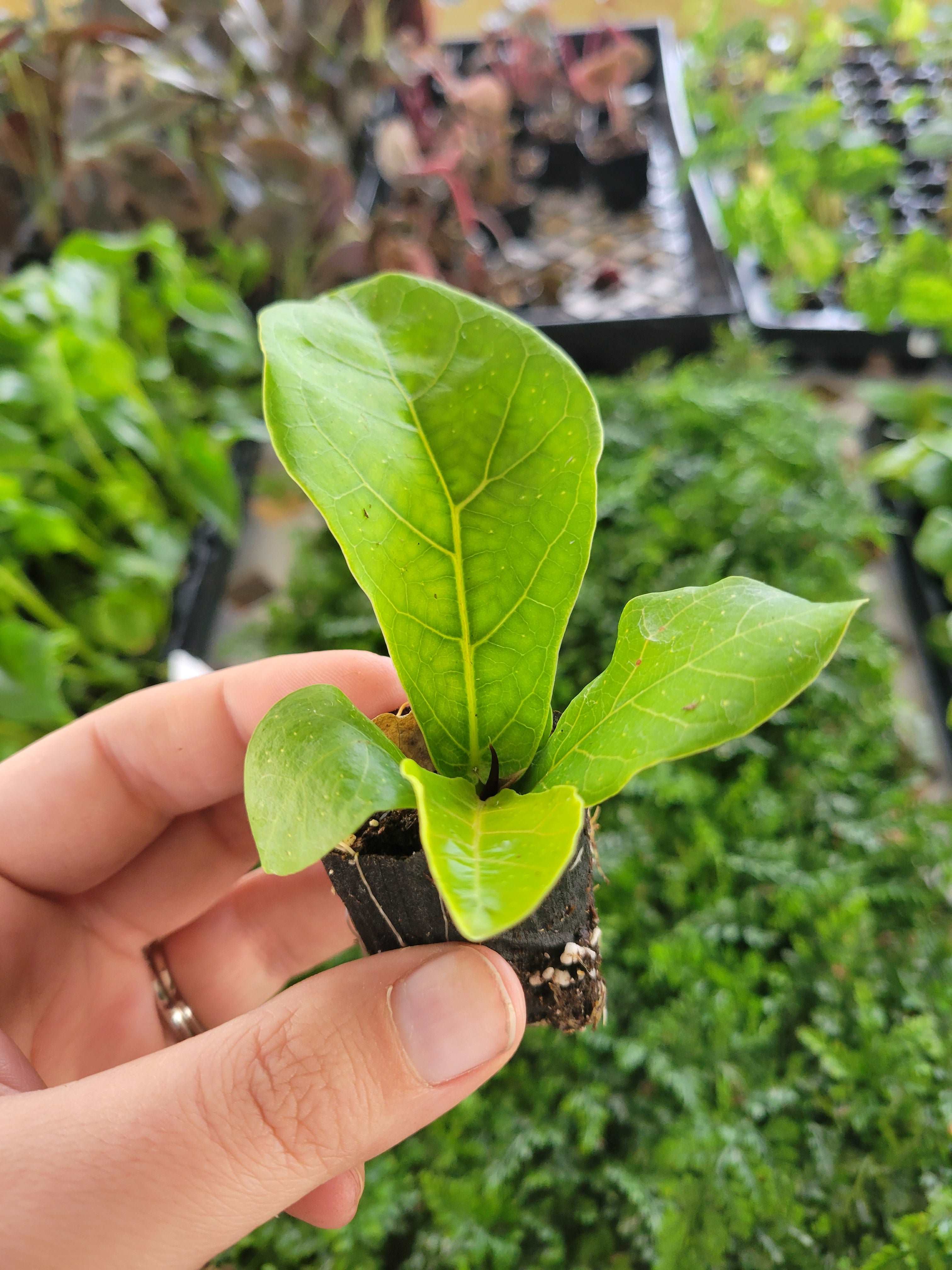 Bambino Fiddle Leaf Fig - Image 3