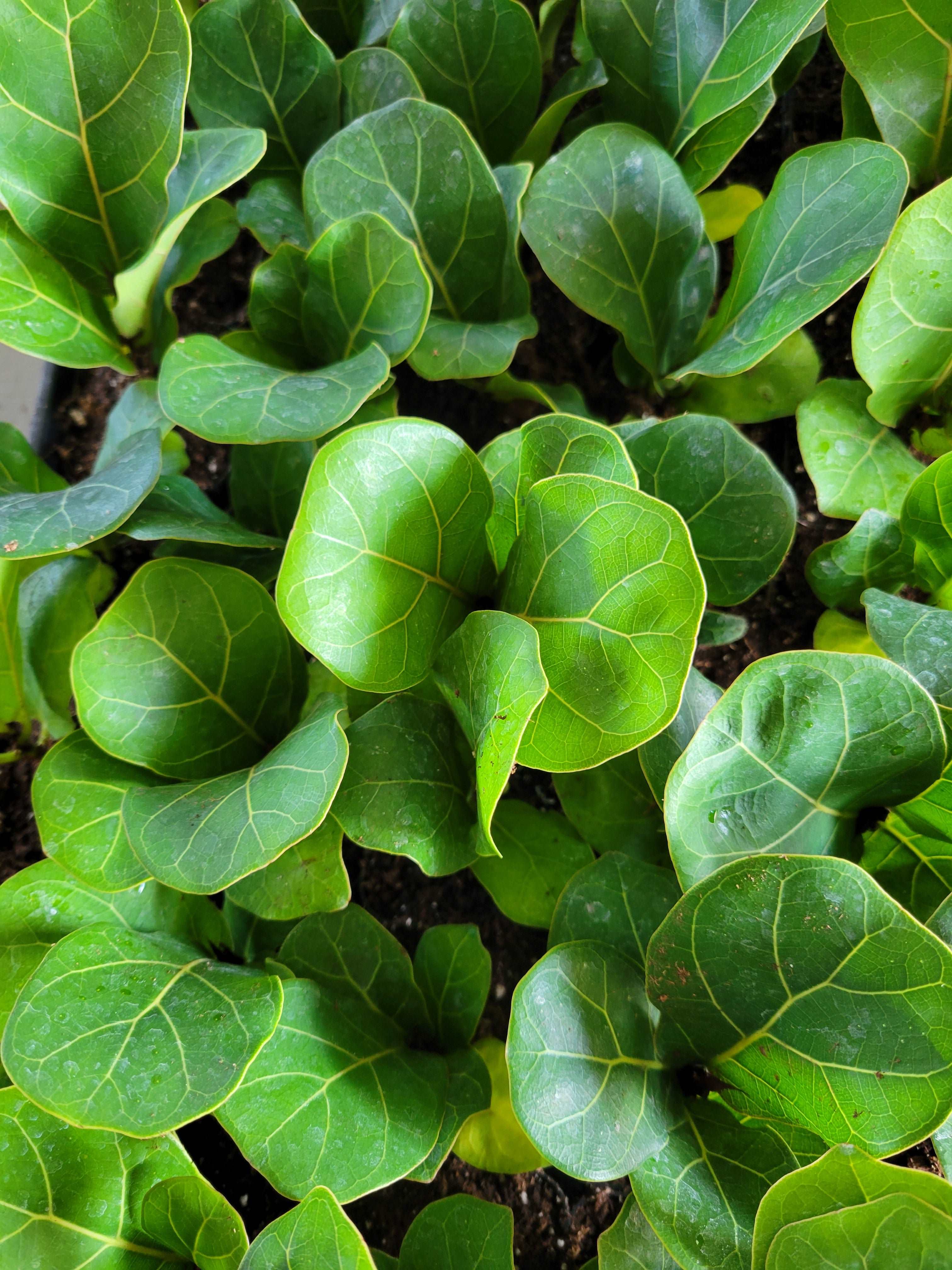 Bambino Fiddle Leaf Fig - Image 4