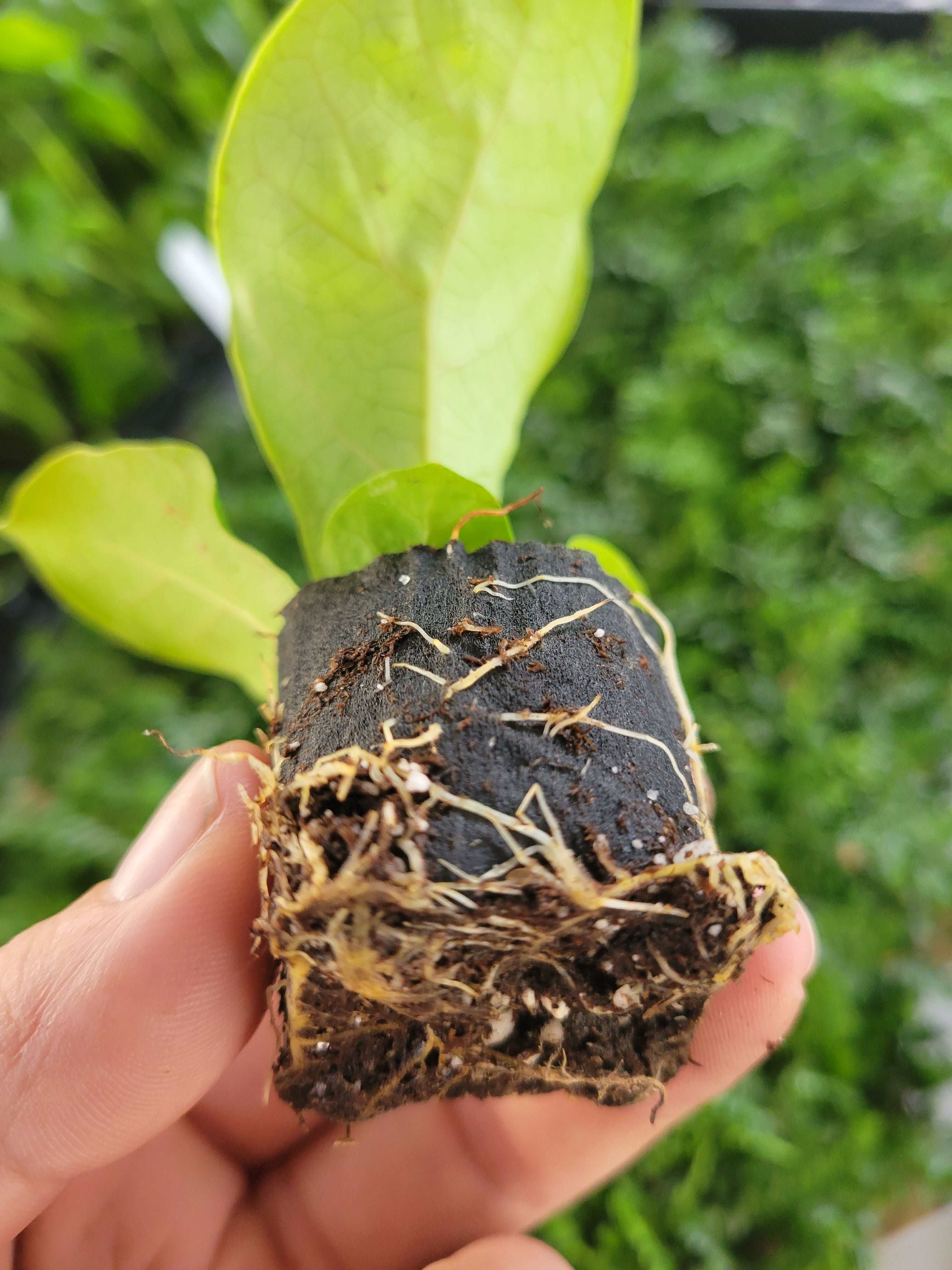 Bambino Fiddle Leaf Fig - Image 5