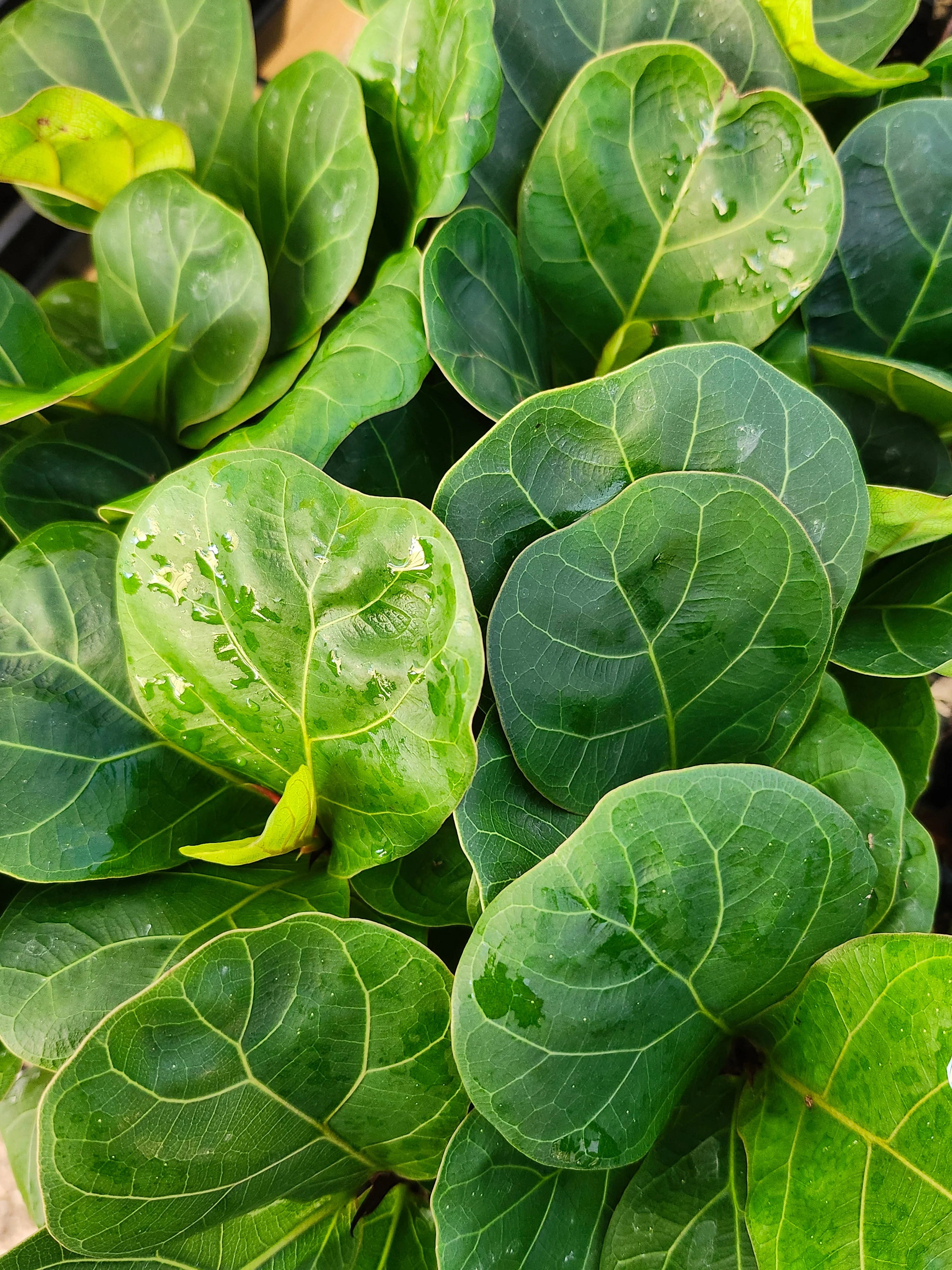 Bambino Fiddle Leaf Fig - Image 6