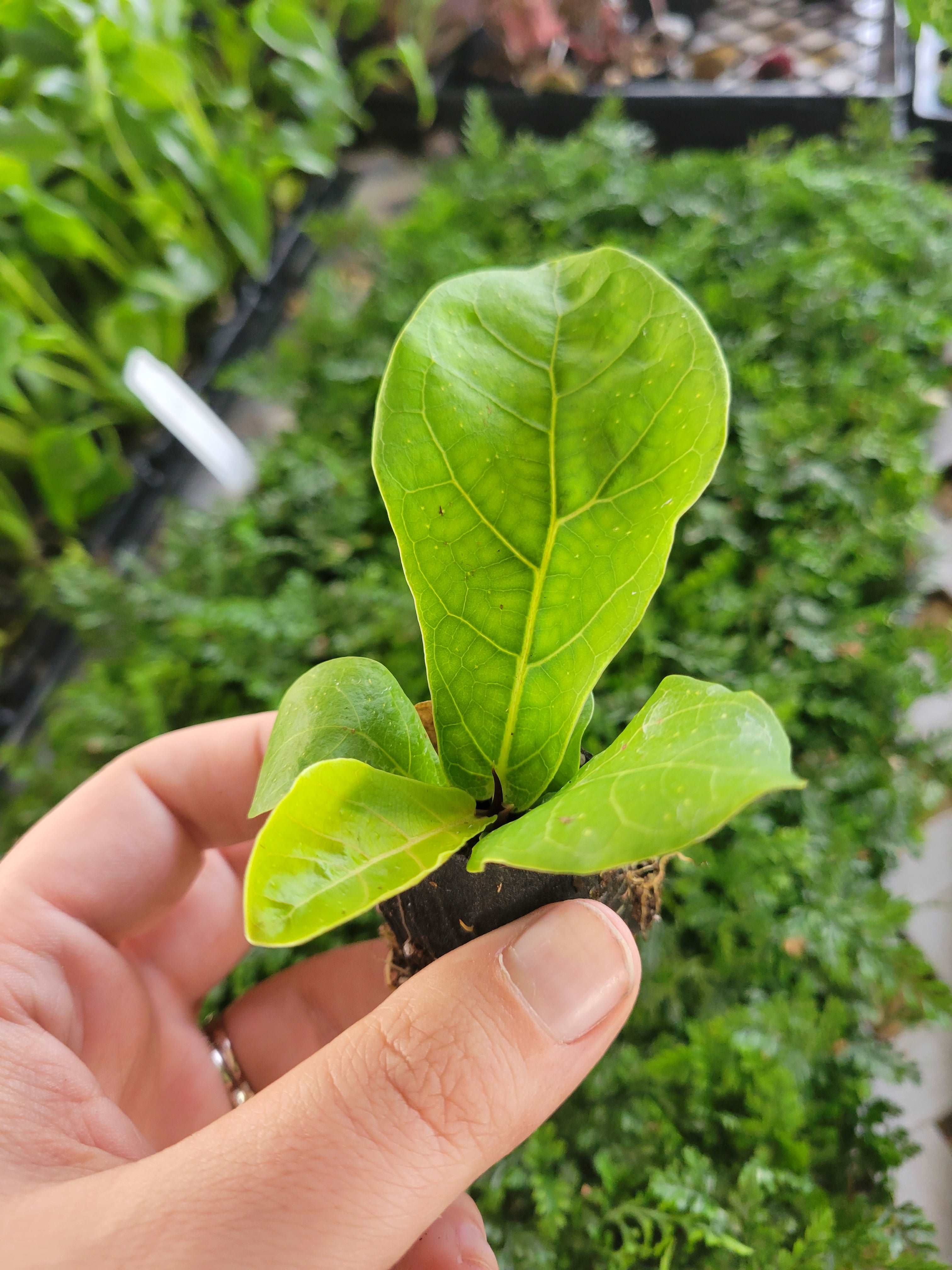 Bambino Fiddle Leaf Fig - Image 7