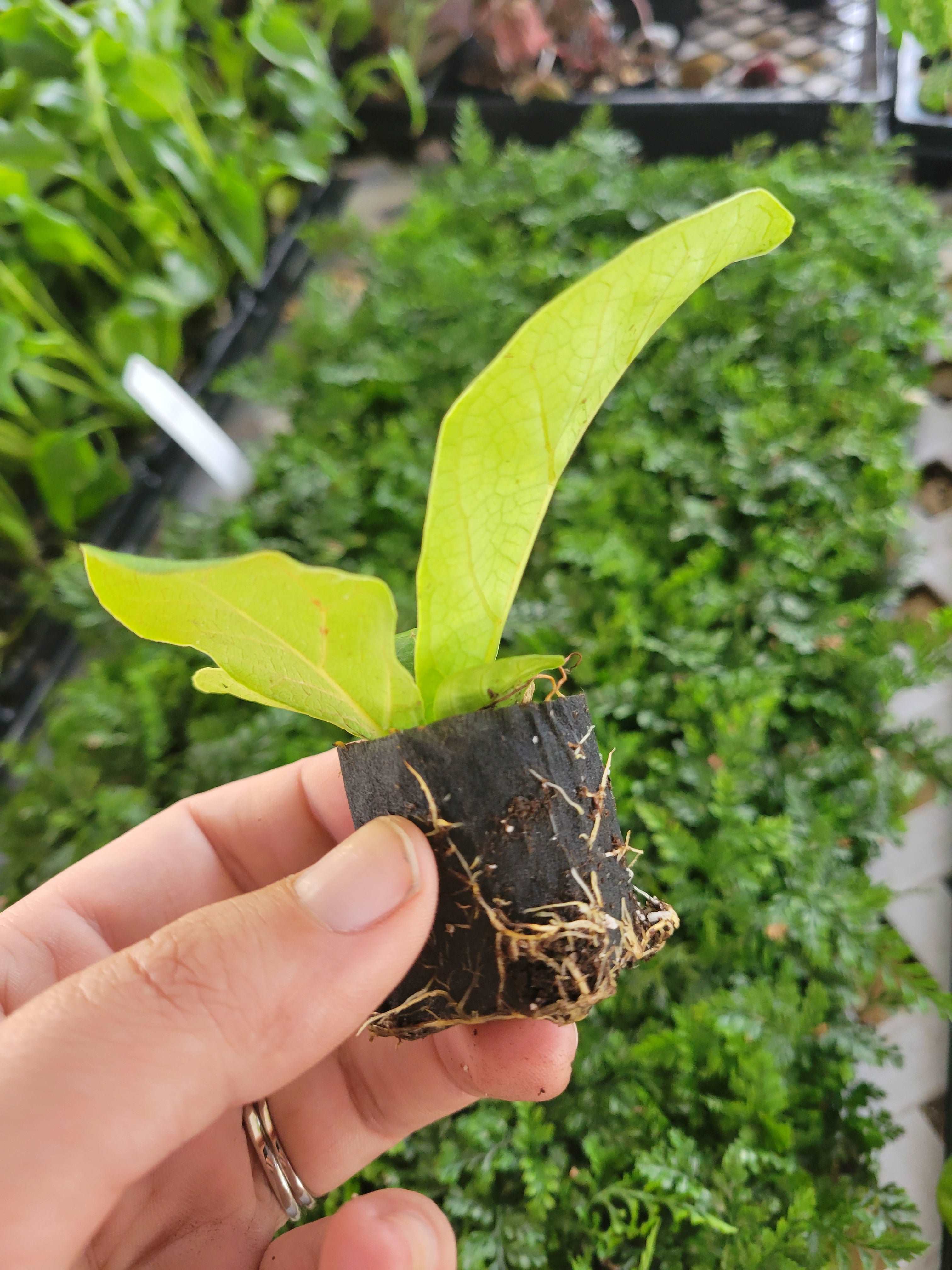 Bambino Fiddle Leaf Fig - Image 8