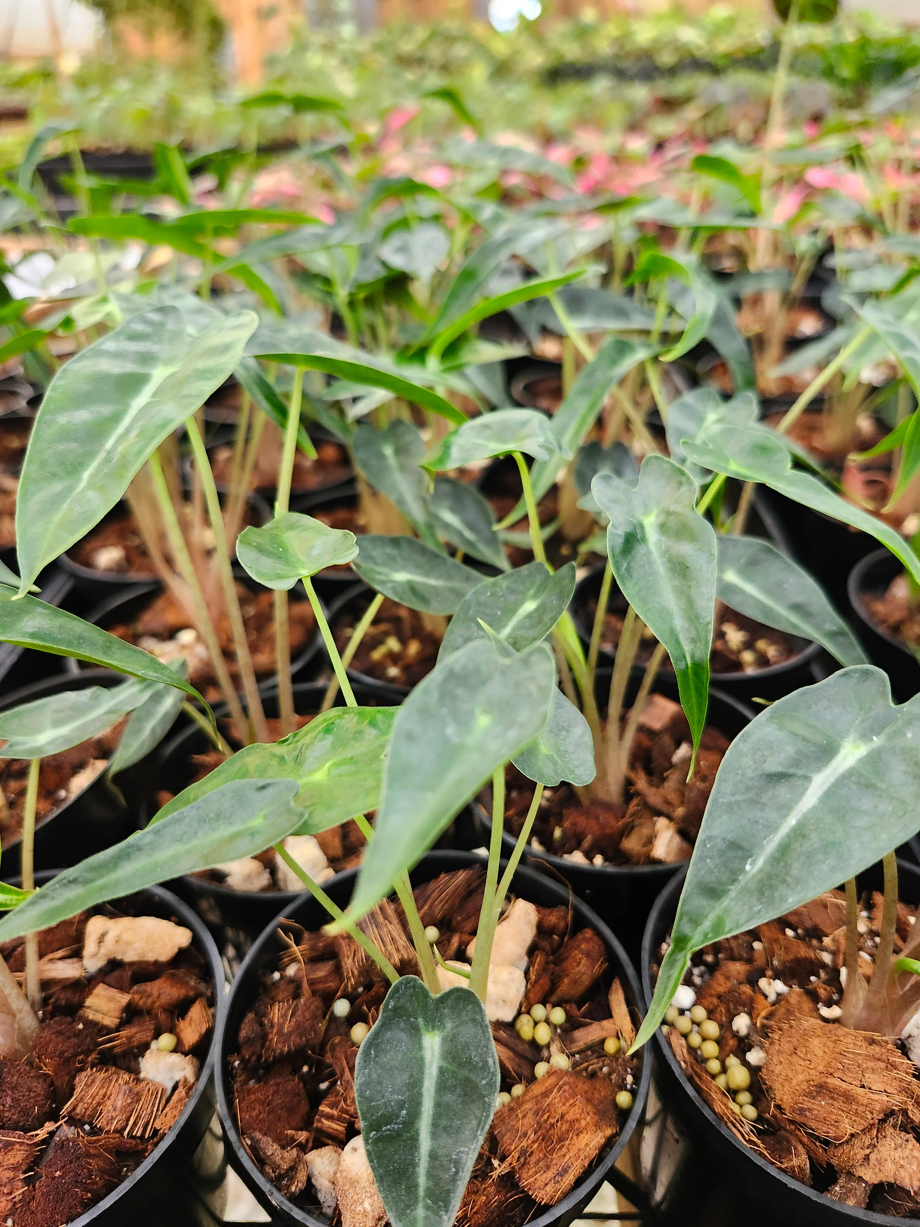 Alocasia Bambino Polly - Image 10
