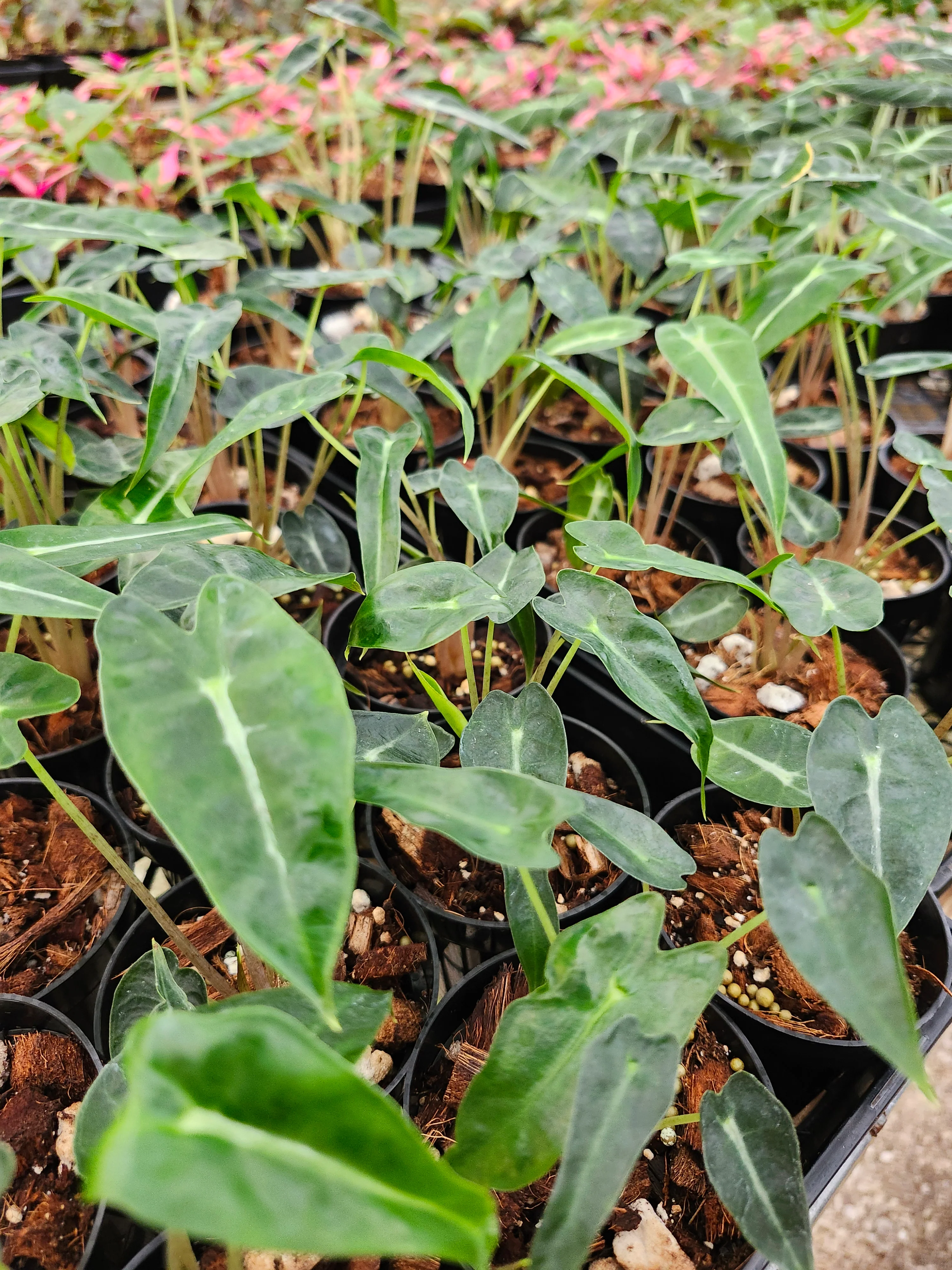 Alocasia Bambino Polly - Image 11