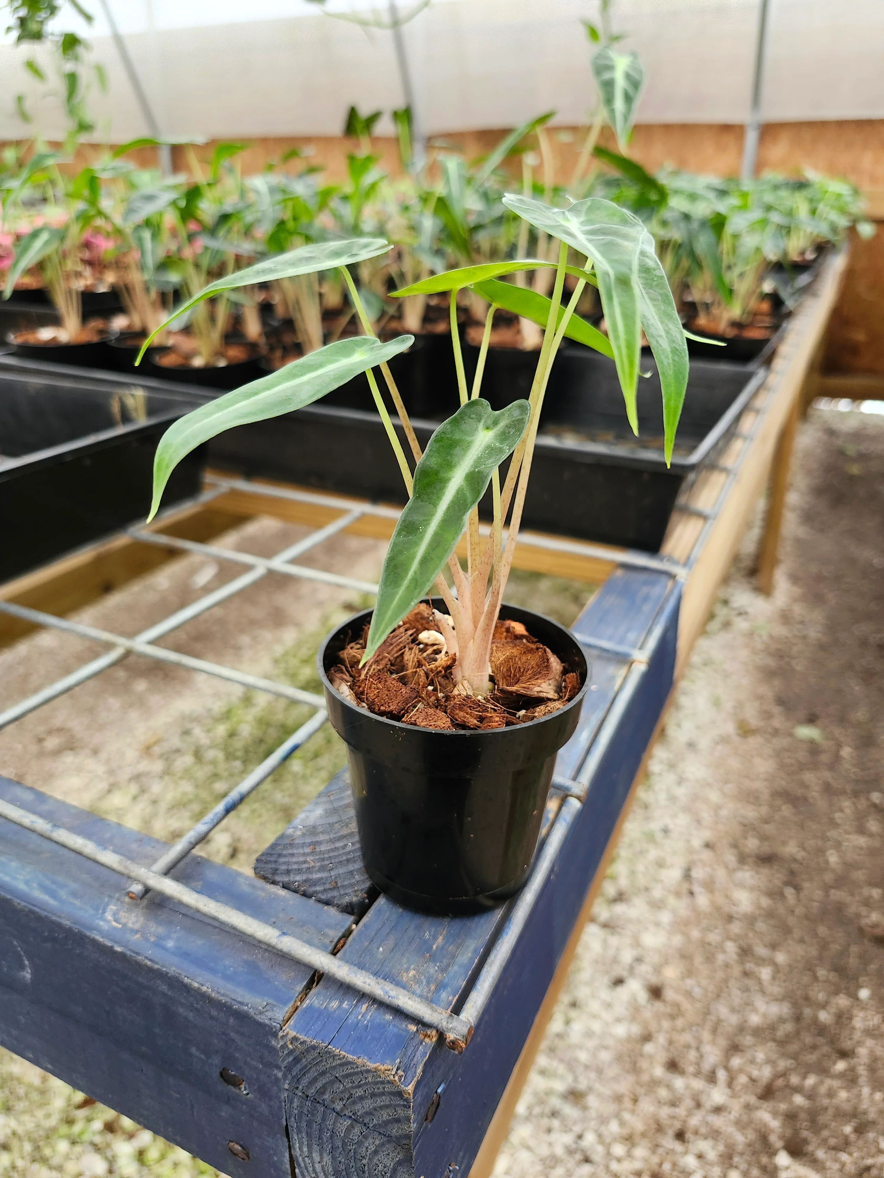 Alocasia Bambino Polly - Image 12
