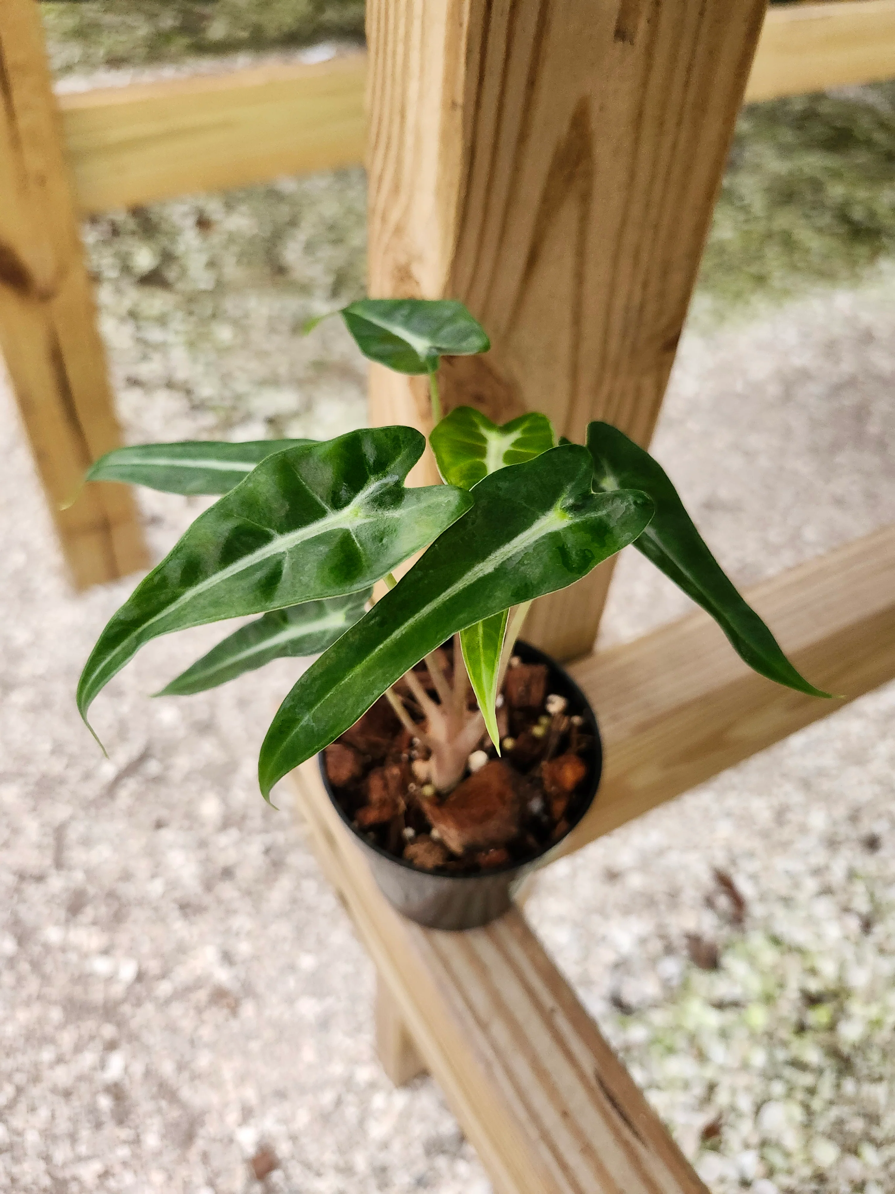 Alocasia Bambino Polly - Image 13