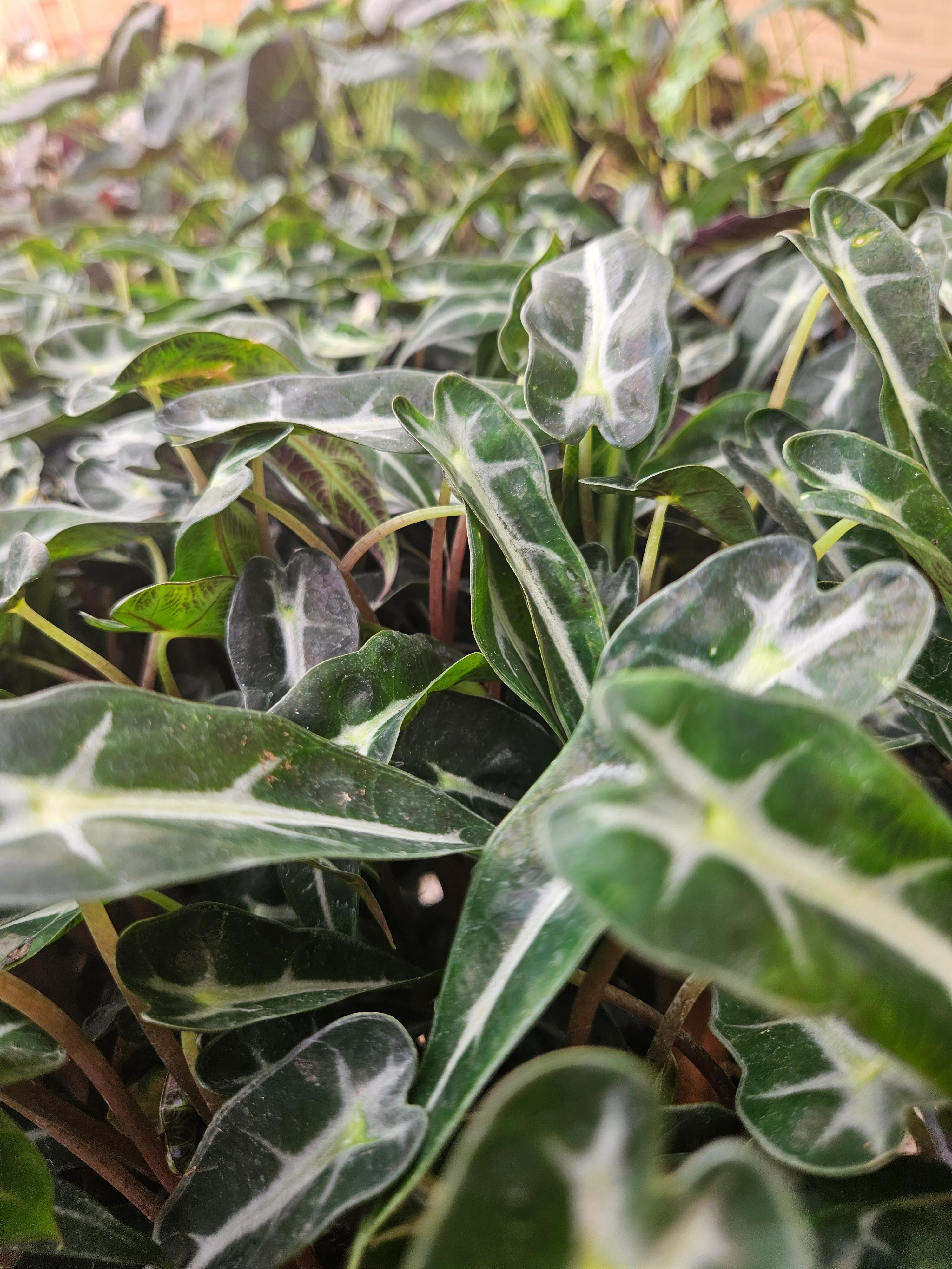 Alocasia Bambino Polly - Image 14