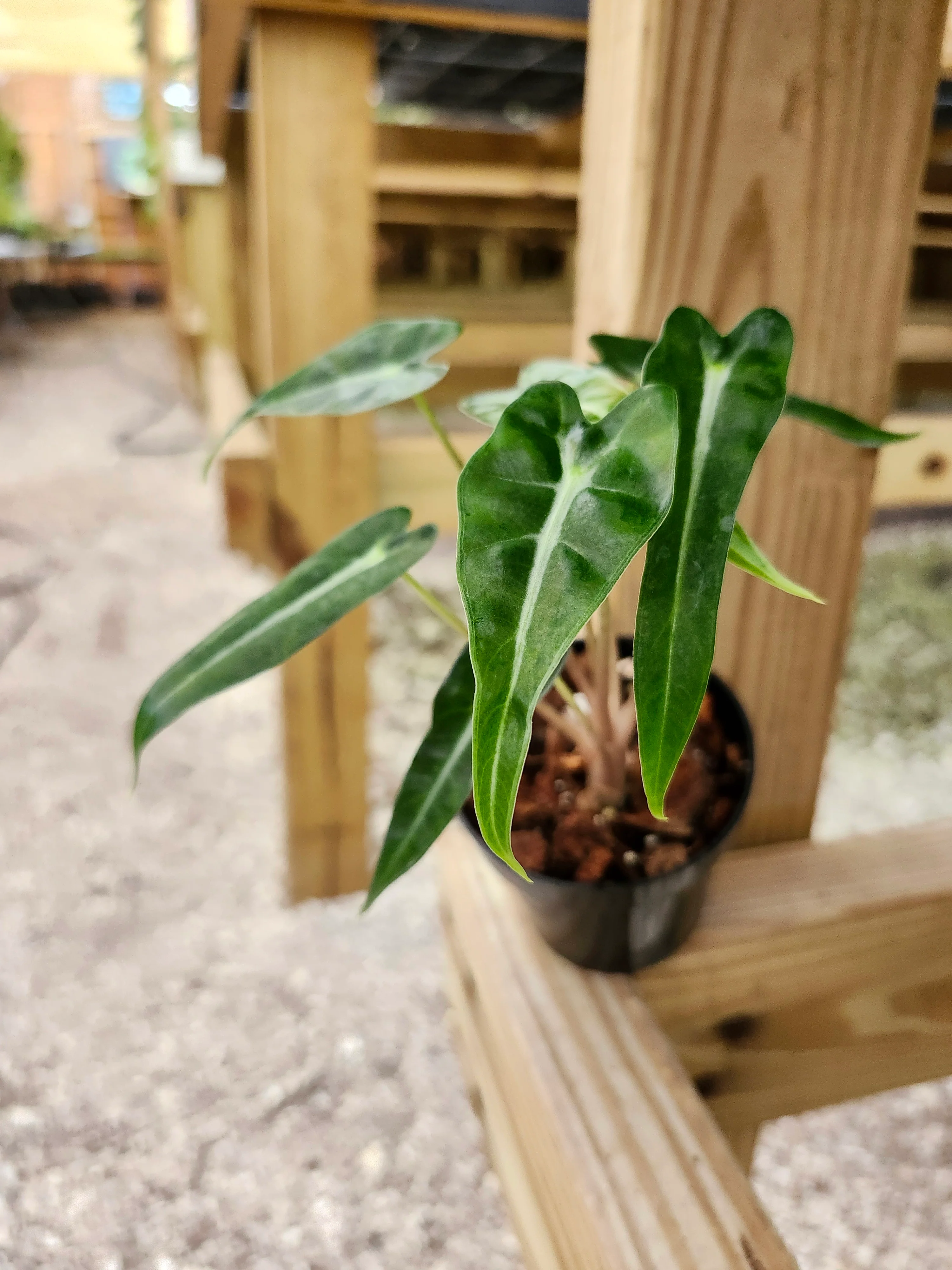 Alocasia Bambino Polly - Image 3