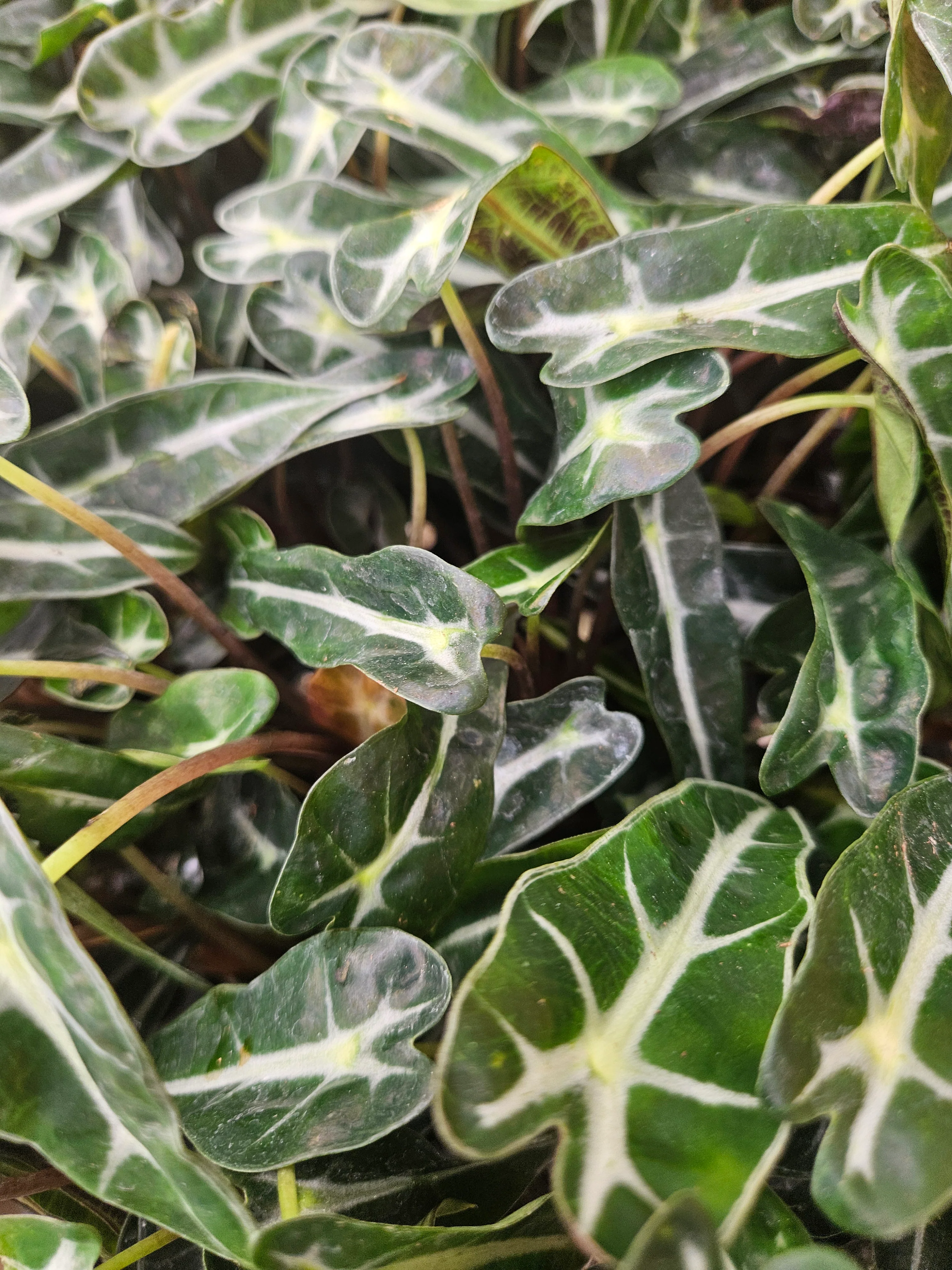 Alocasia Bambino Polly - Image 4