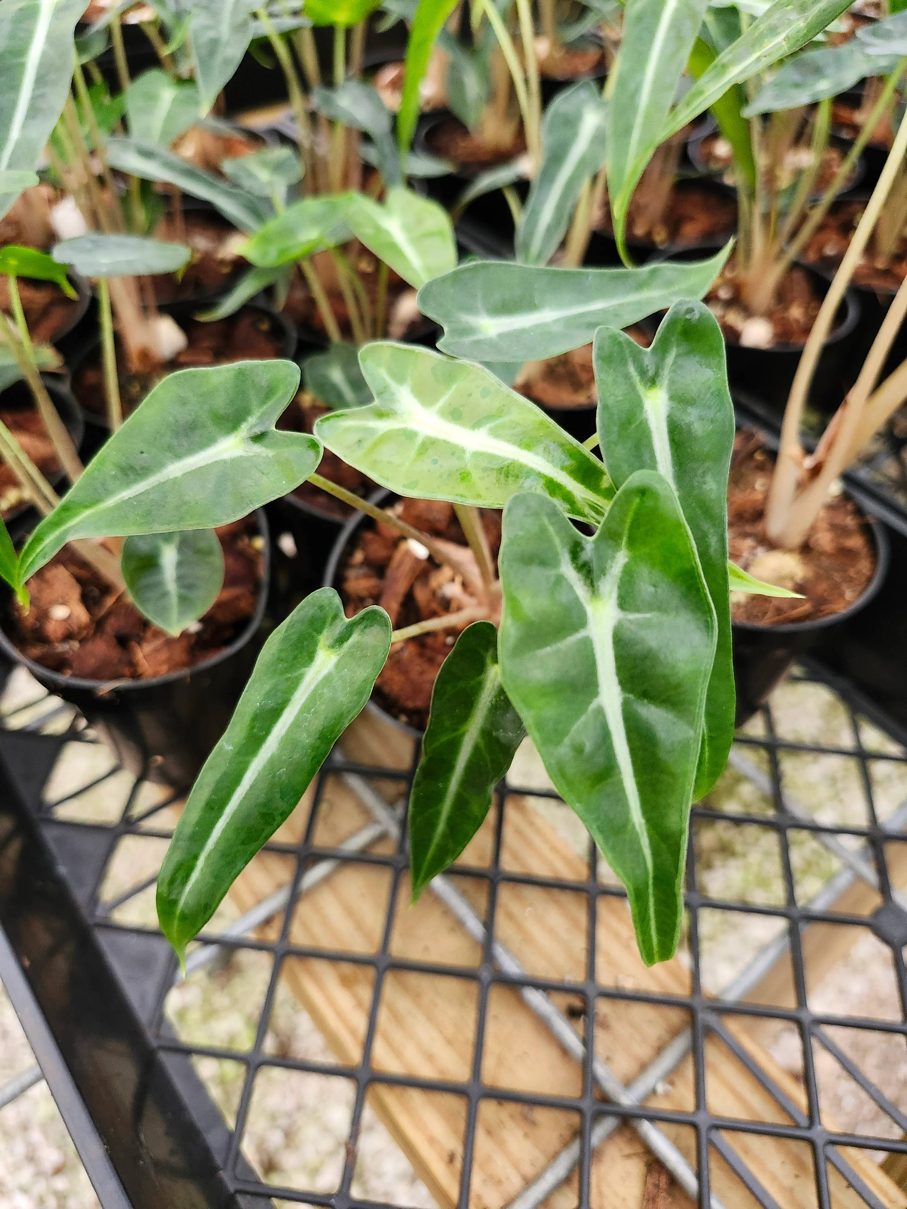 Alocasia Bambino Polly - Image 5