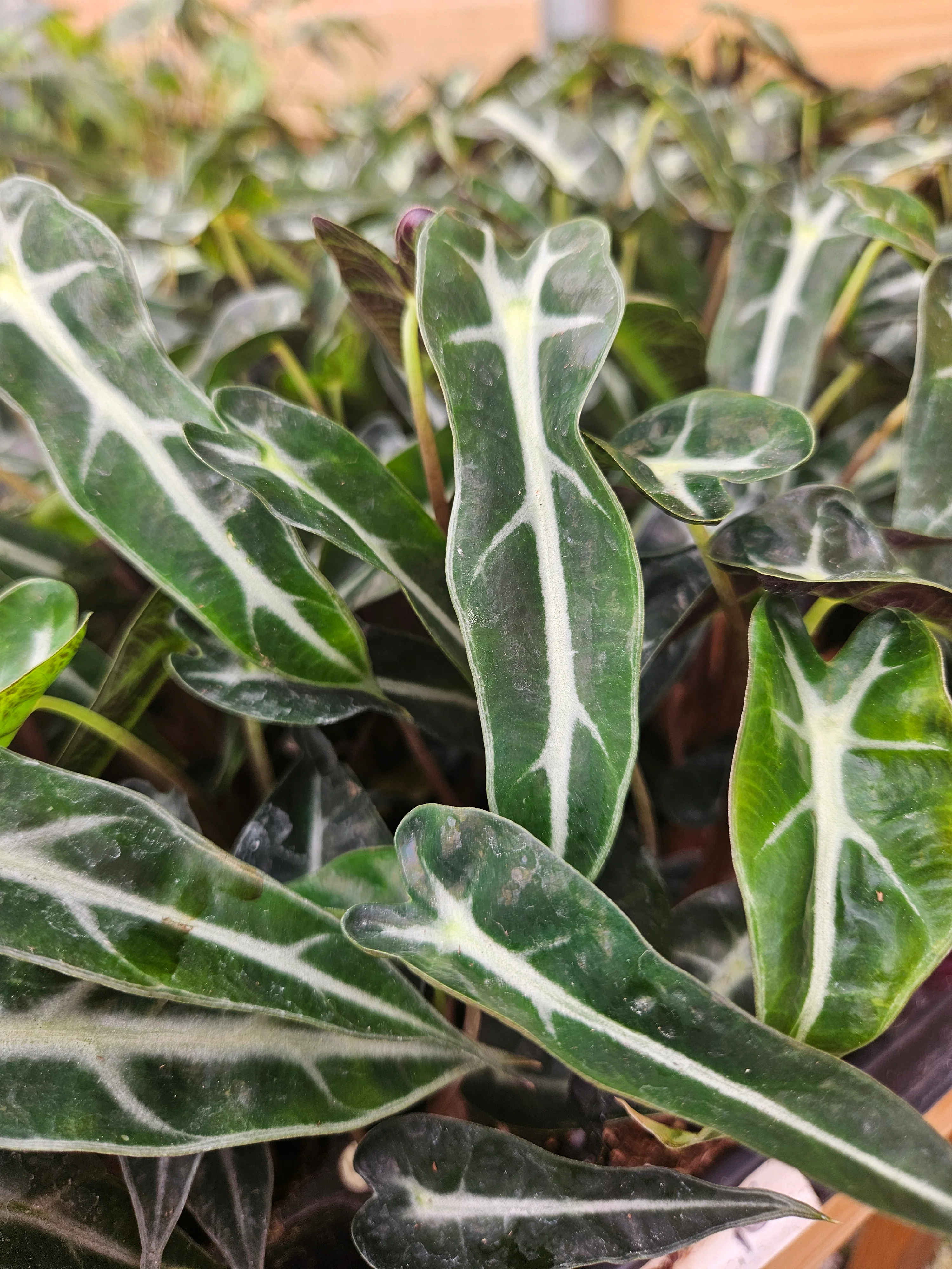 Alocasia Bambino Polly - Image 6