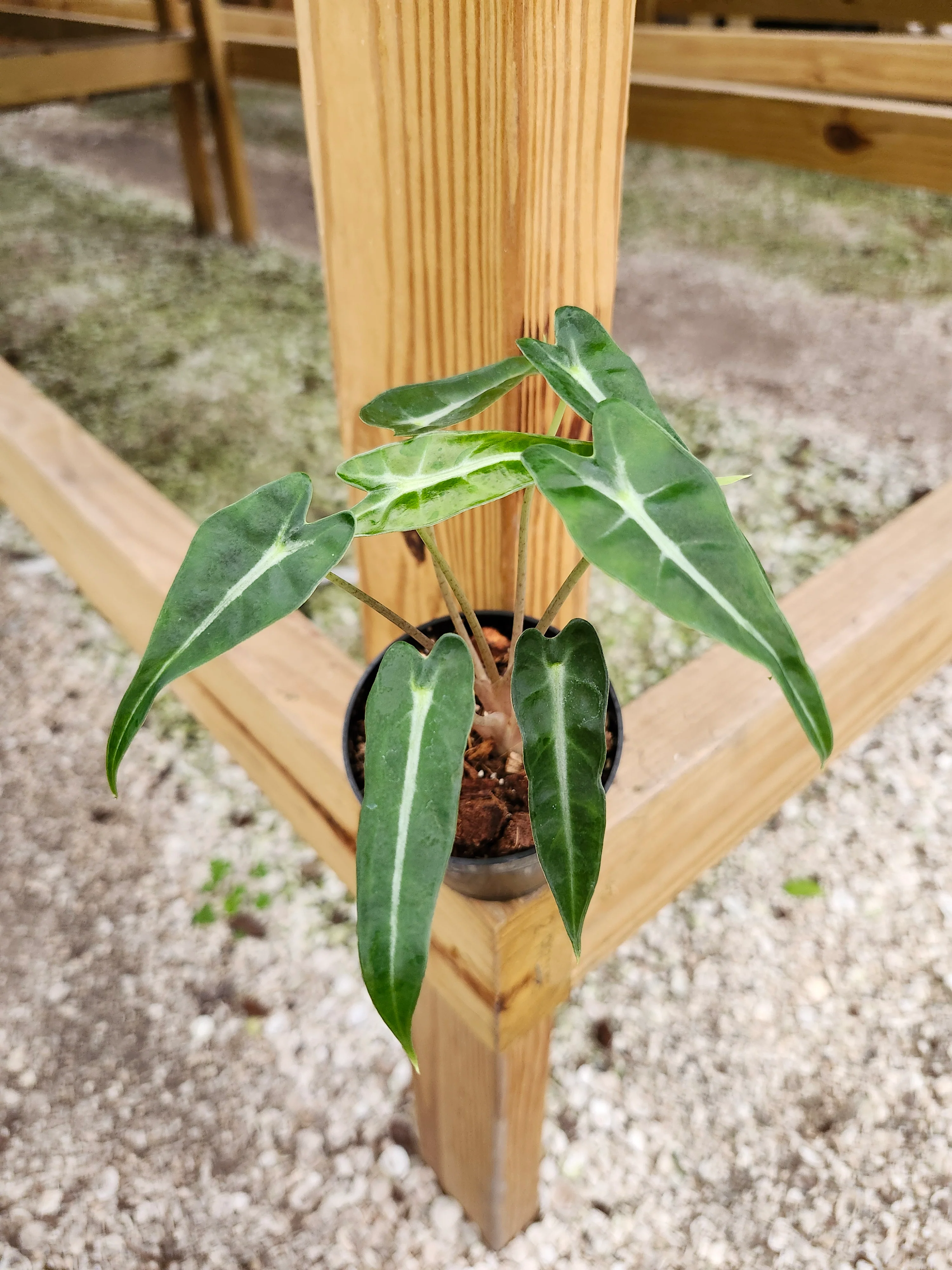 Alocasia Bambino Polly - Image 7