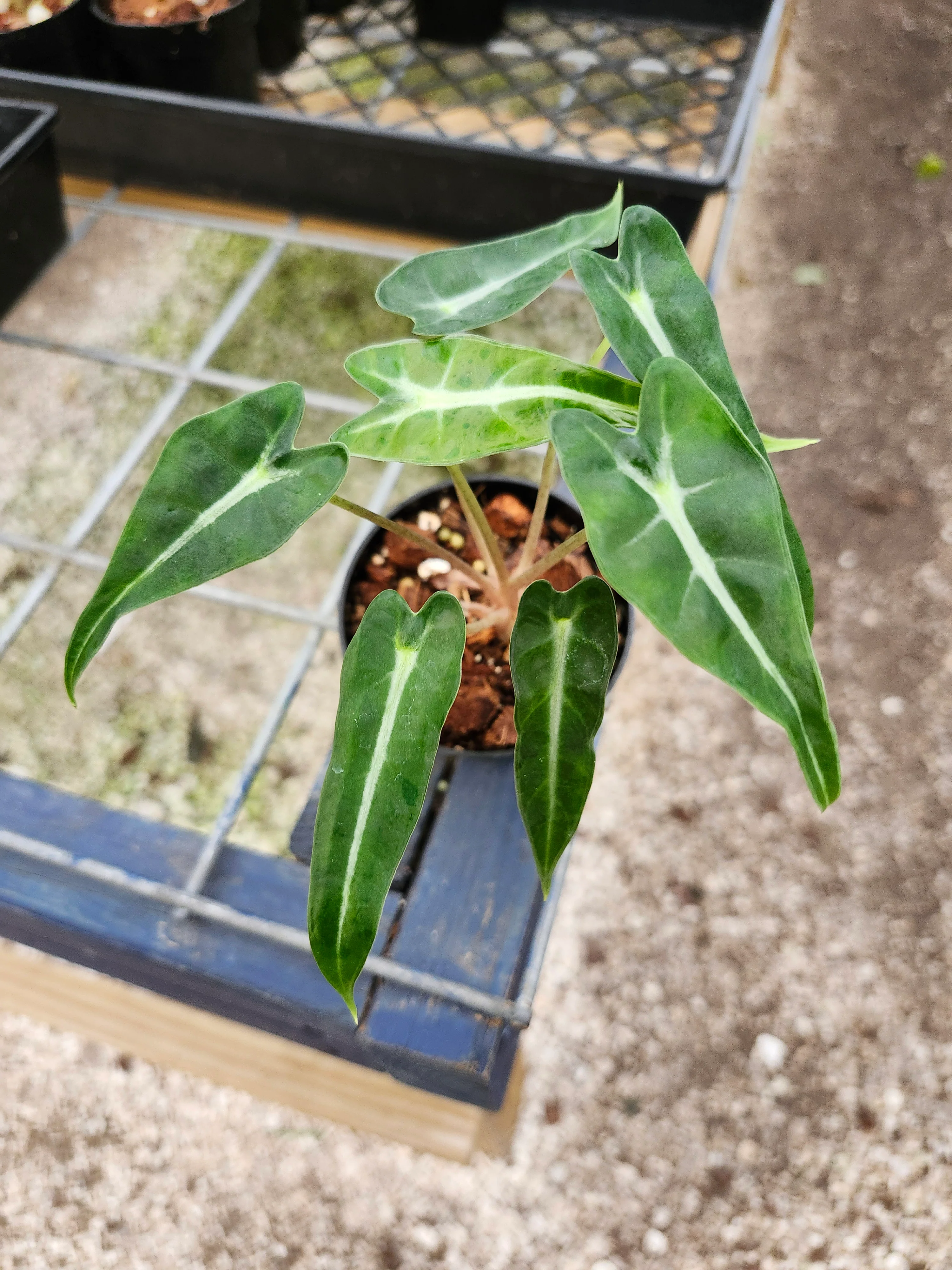 Alocasia Bambino Polly - Image 8