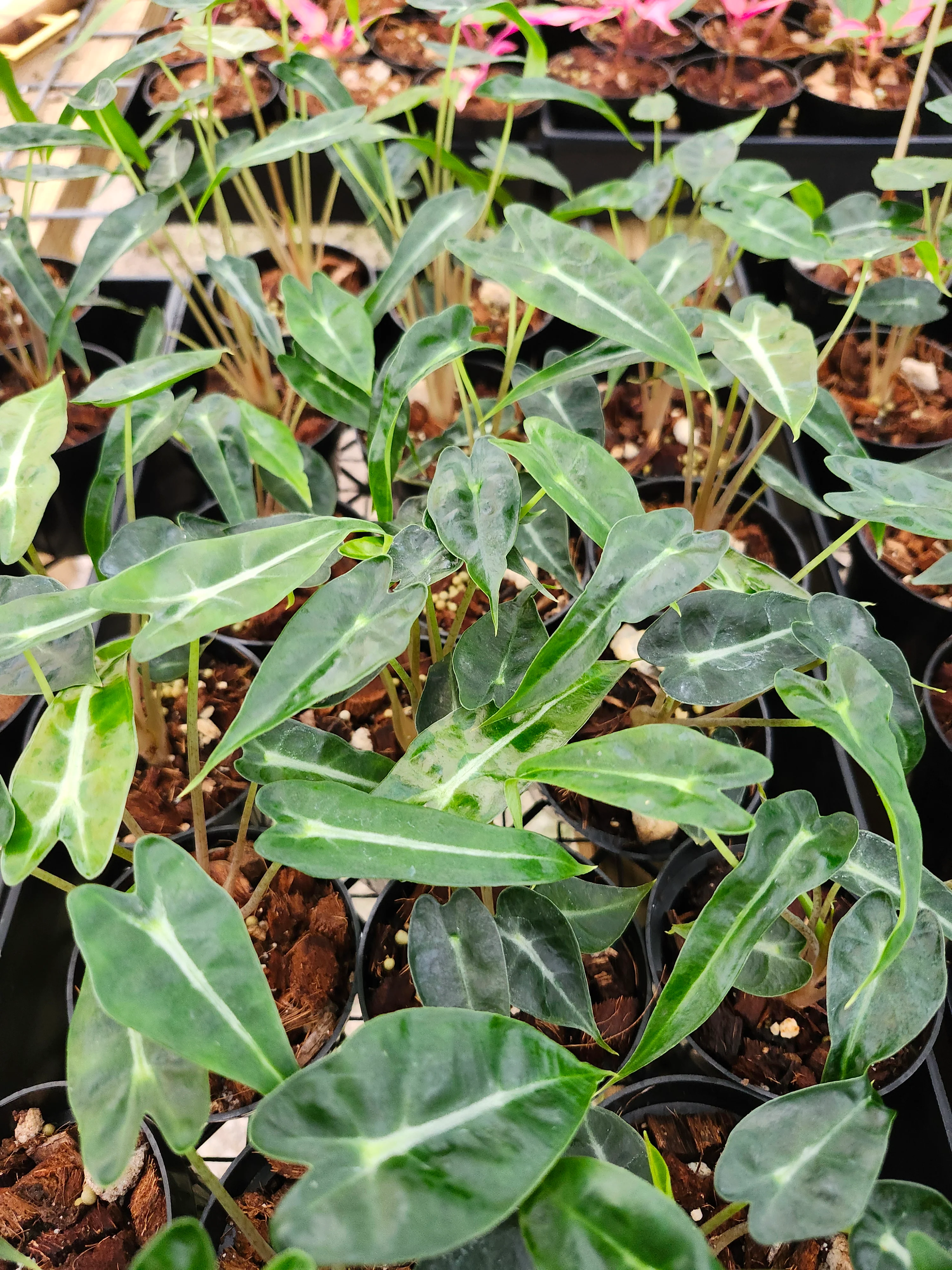 Alocasia Bambino Polly - Image 9