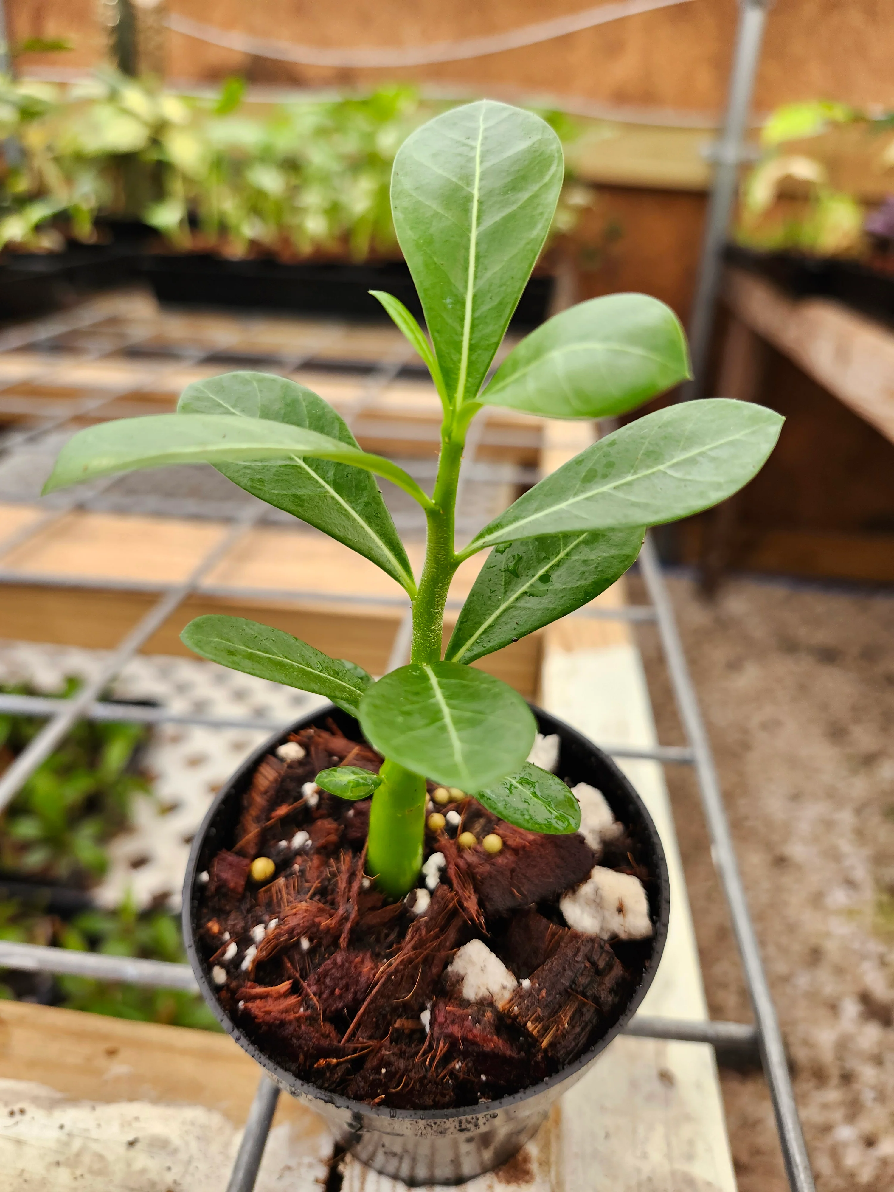 Desert Rose - Image 10