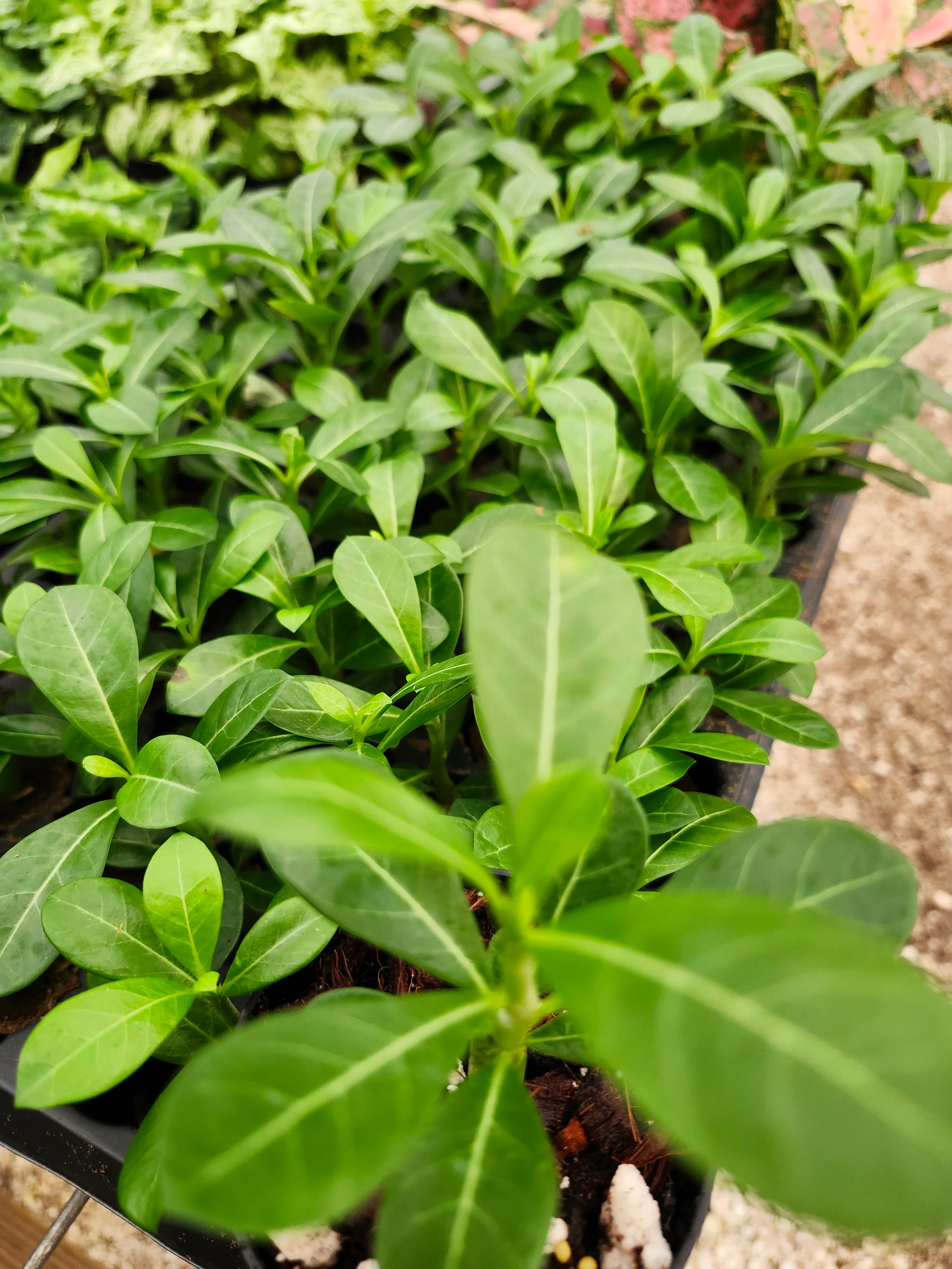 Desert Rose - Image 11