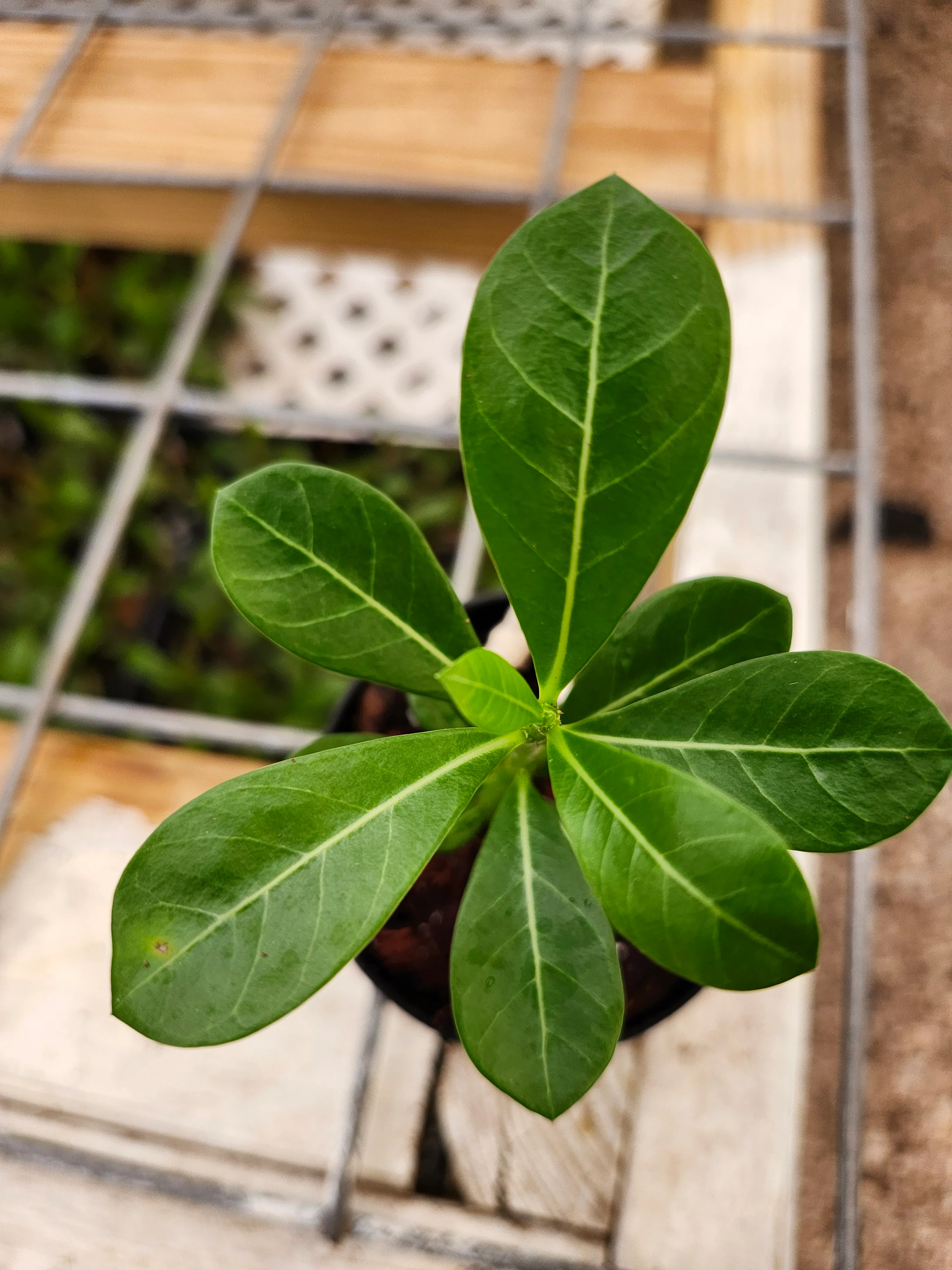 Desert Rose - Image 3