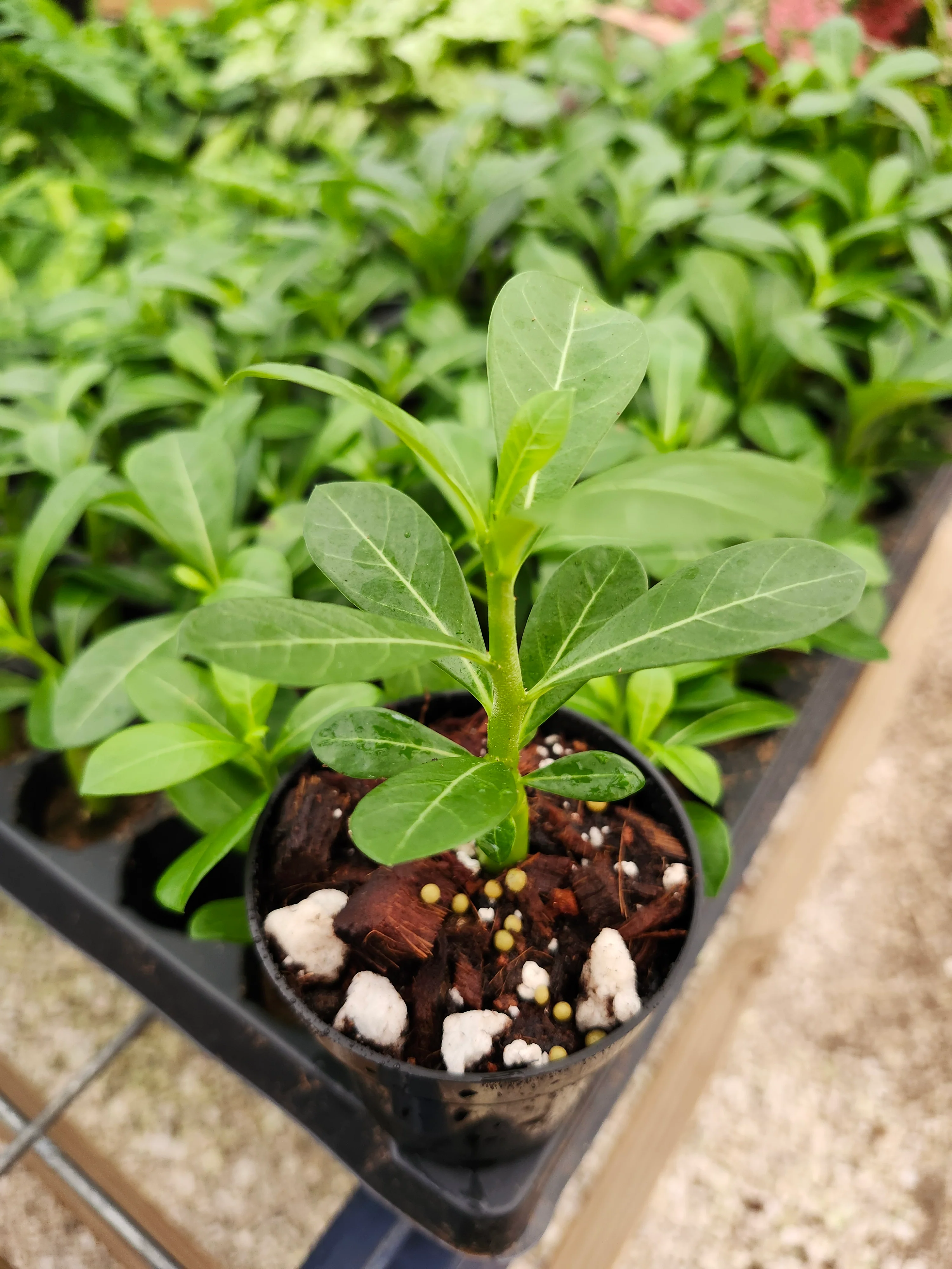 Desert Rose - Image 4