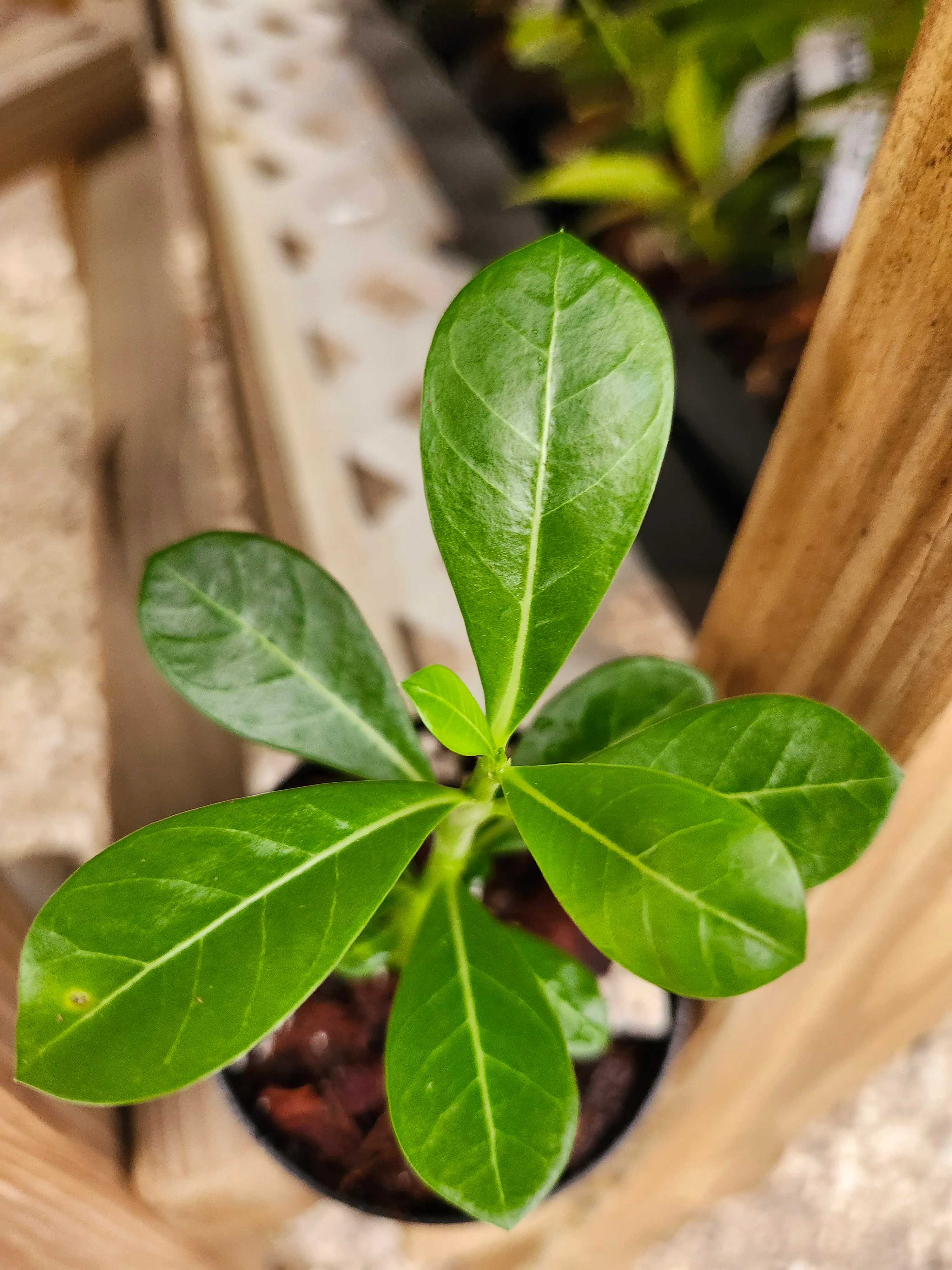 Desert Rose - Image 5