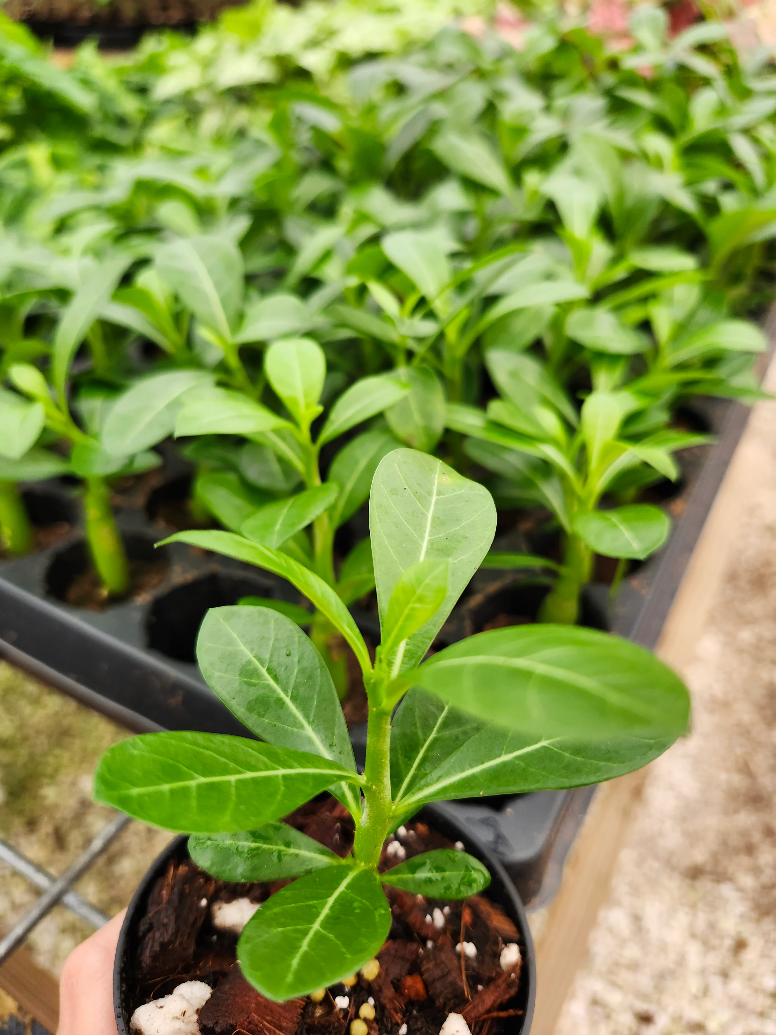 Desert Rose - Image 6