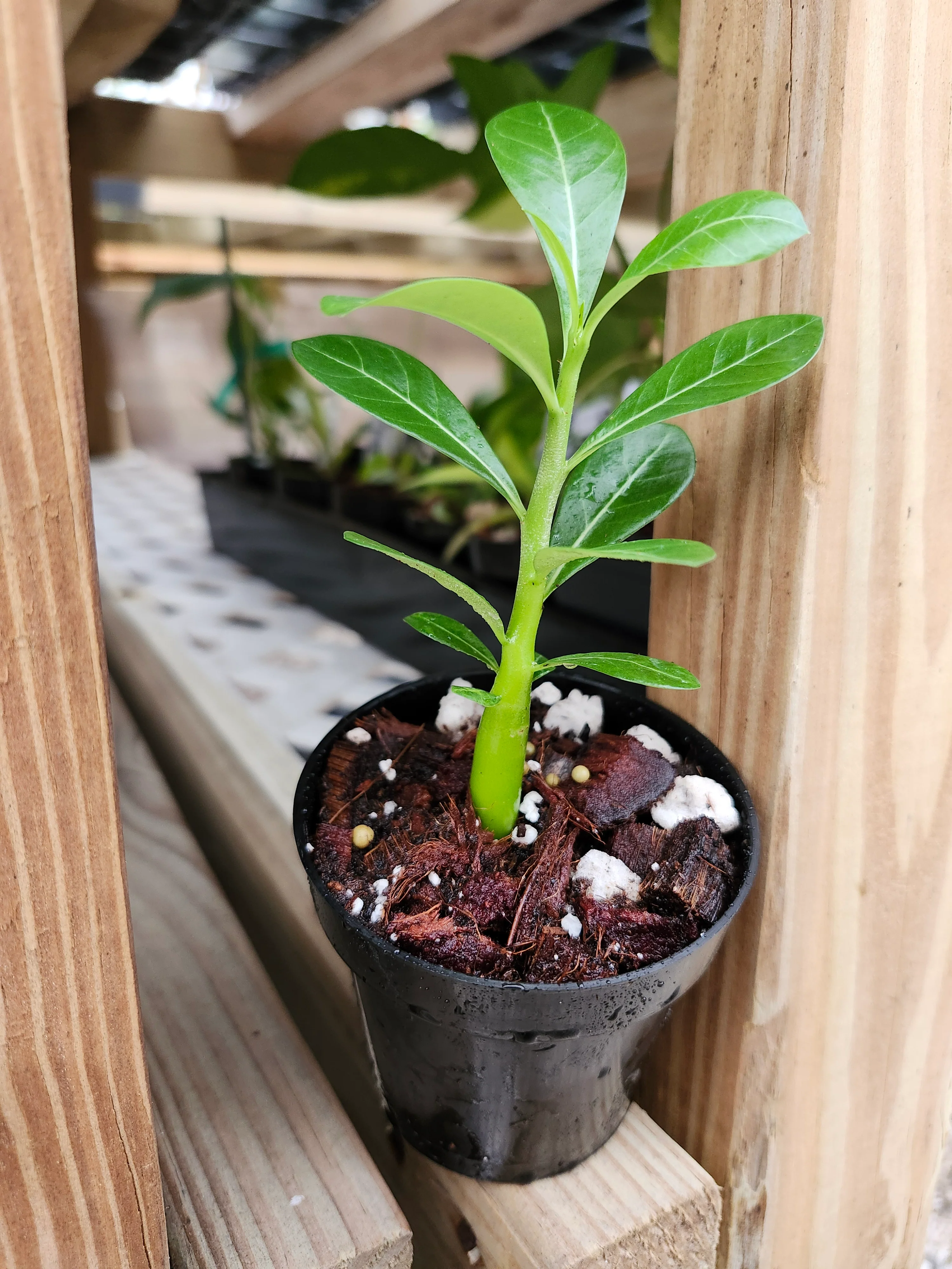 Desert Rose - Image 7