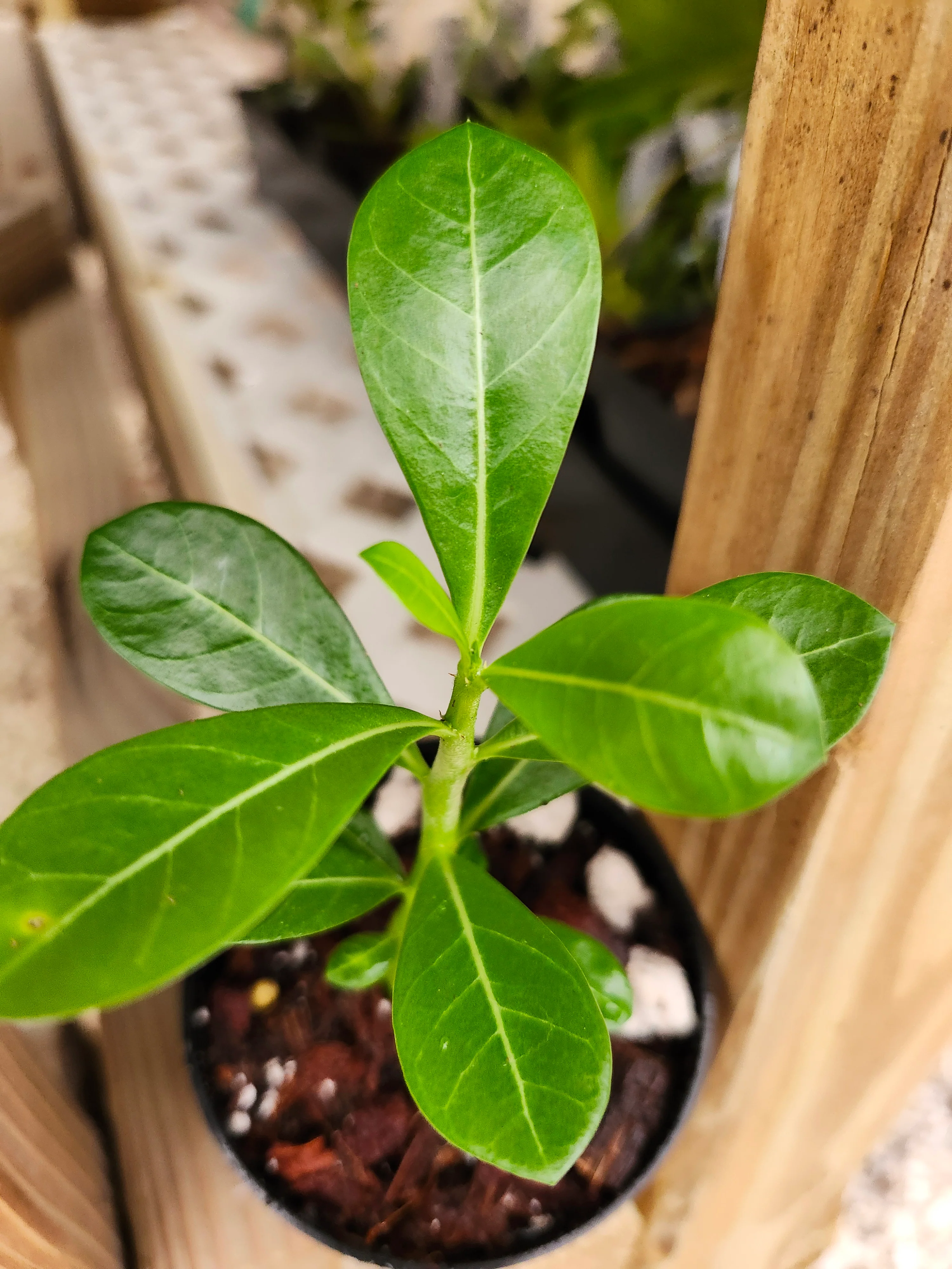 Desert Rose - Image 8