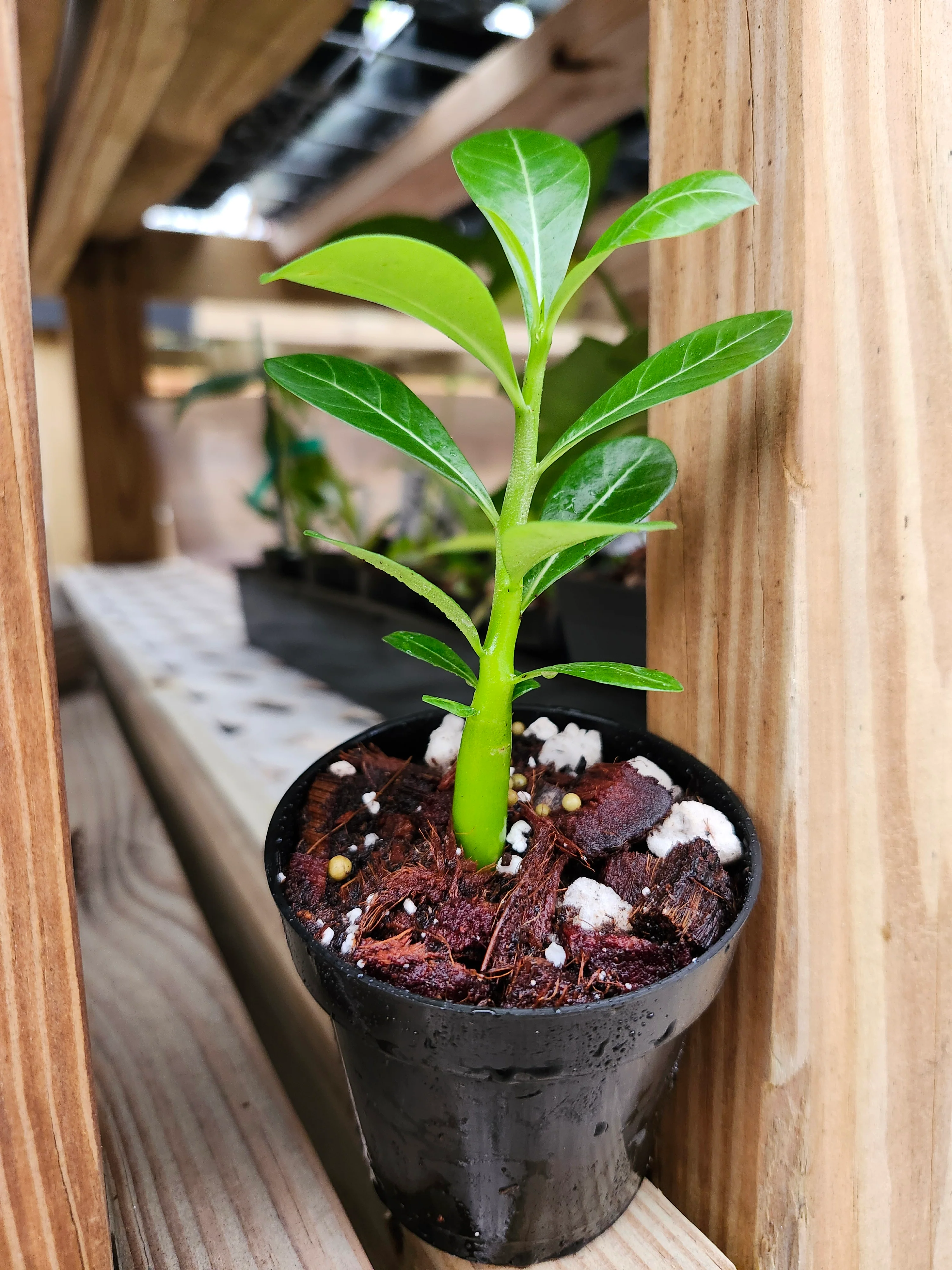 Desert Rose - Image 9