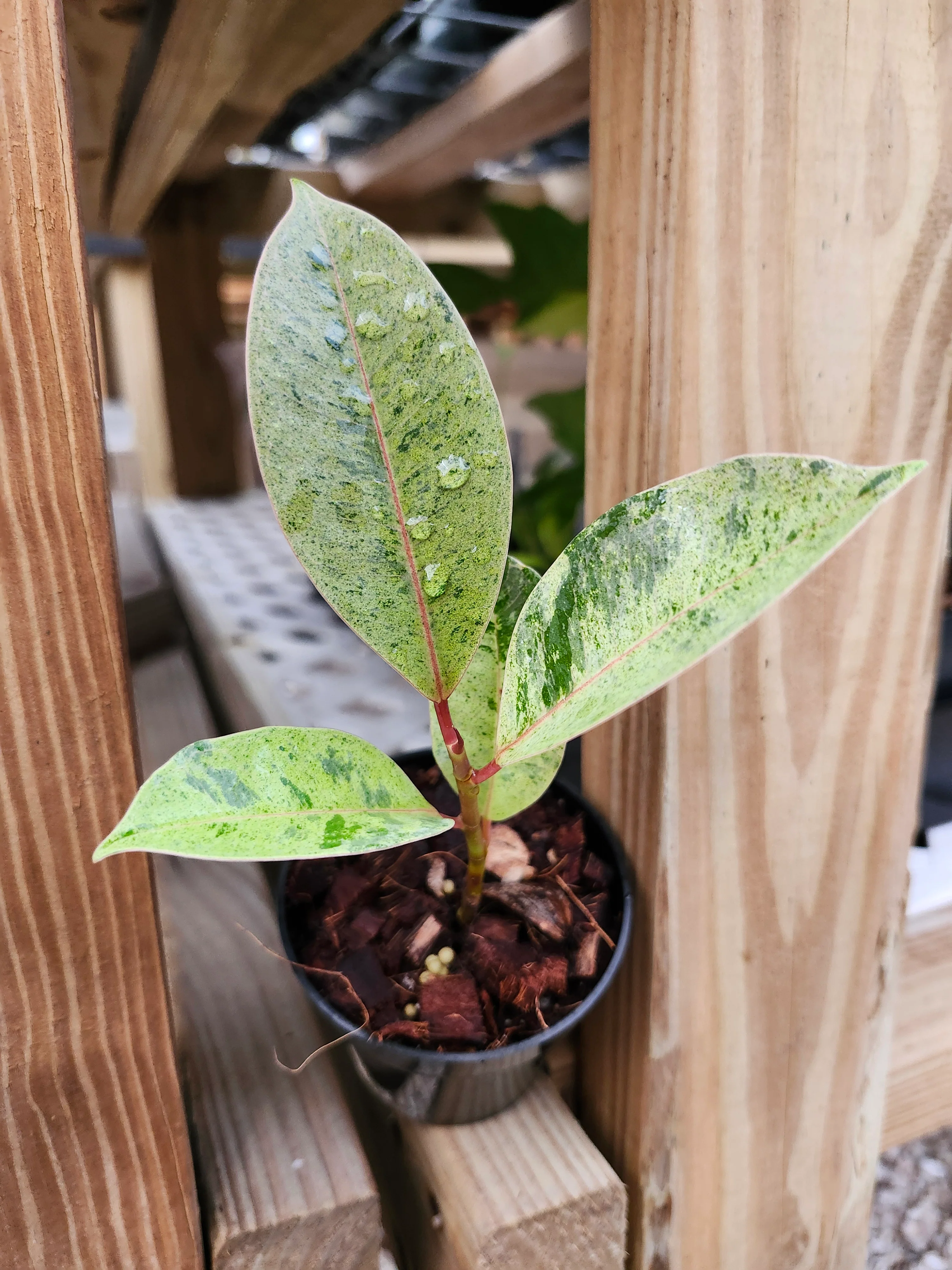Ficus Shivereana 'Moonshine' - Image 10