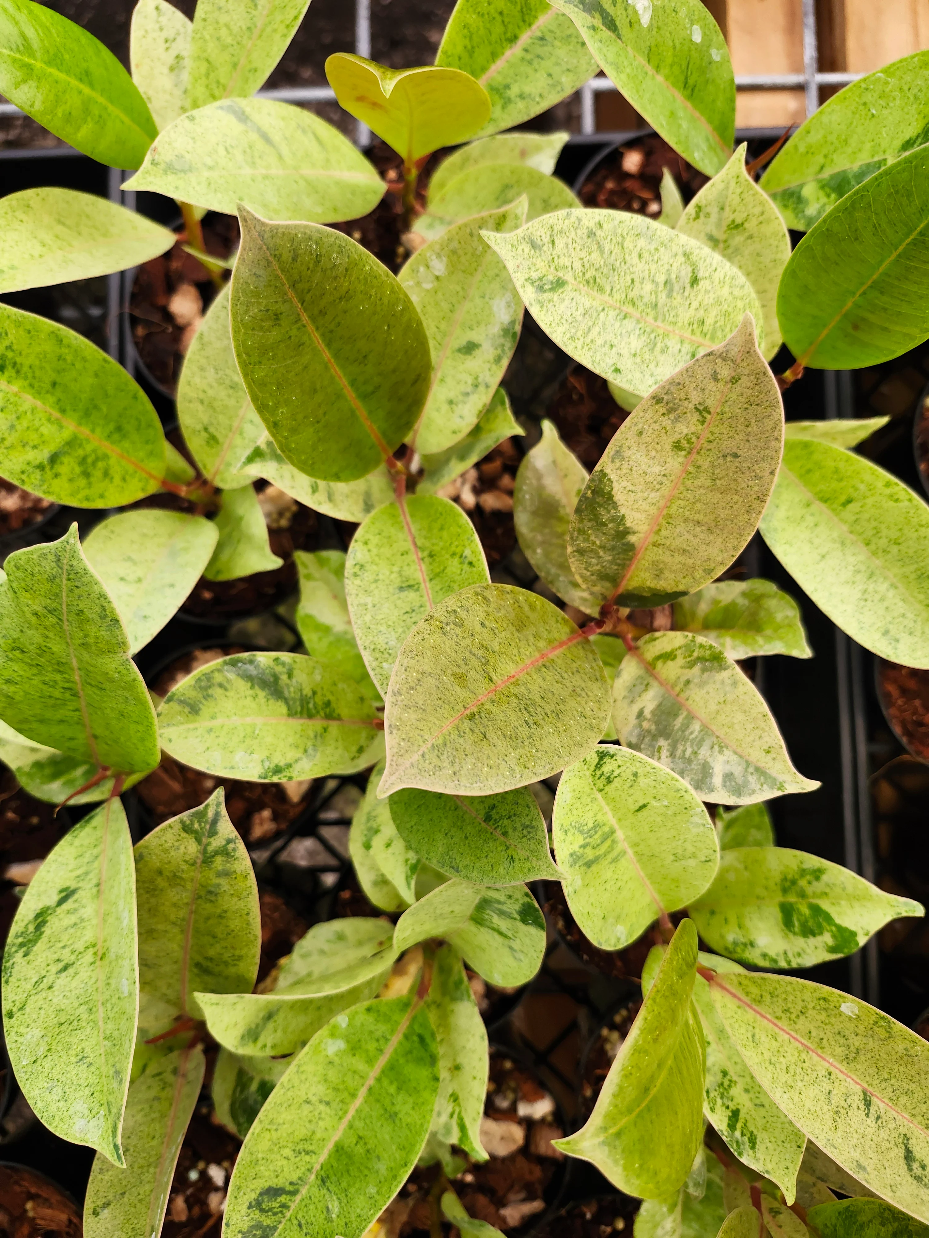 Ficus Shivereana 'Moonshine' - Image 11