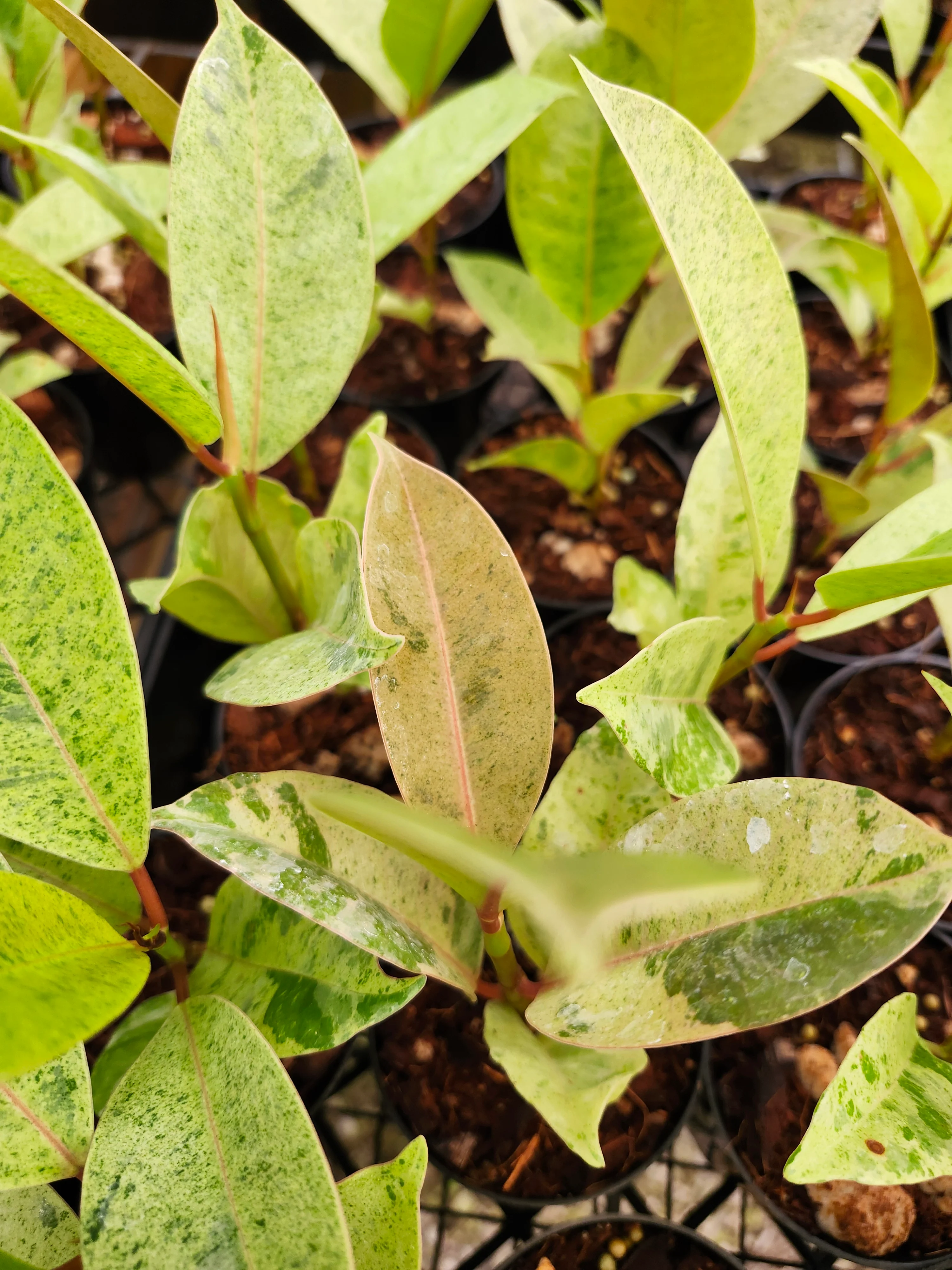 Ficus Shivereana 'Moonshine' - Image 3