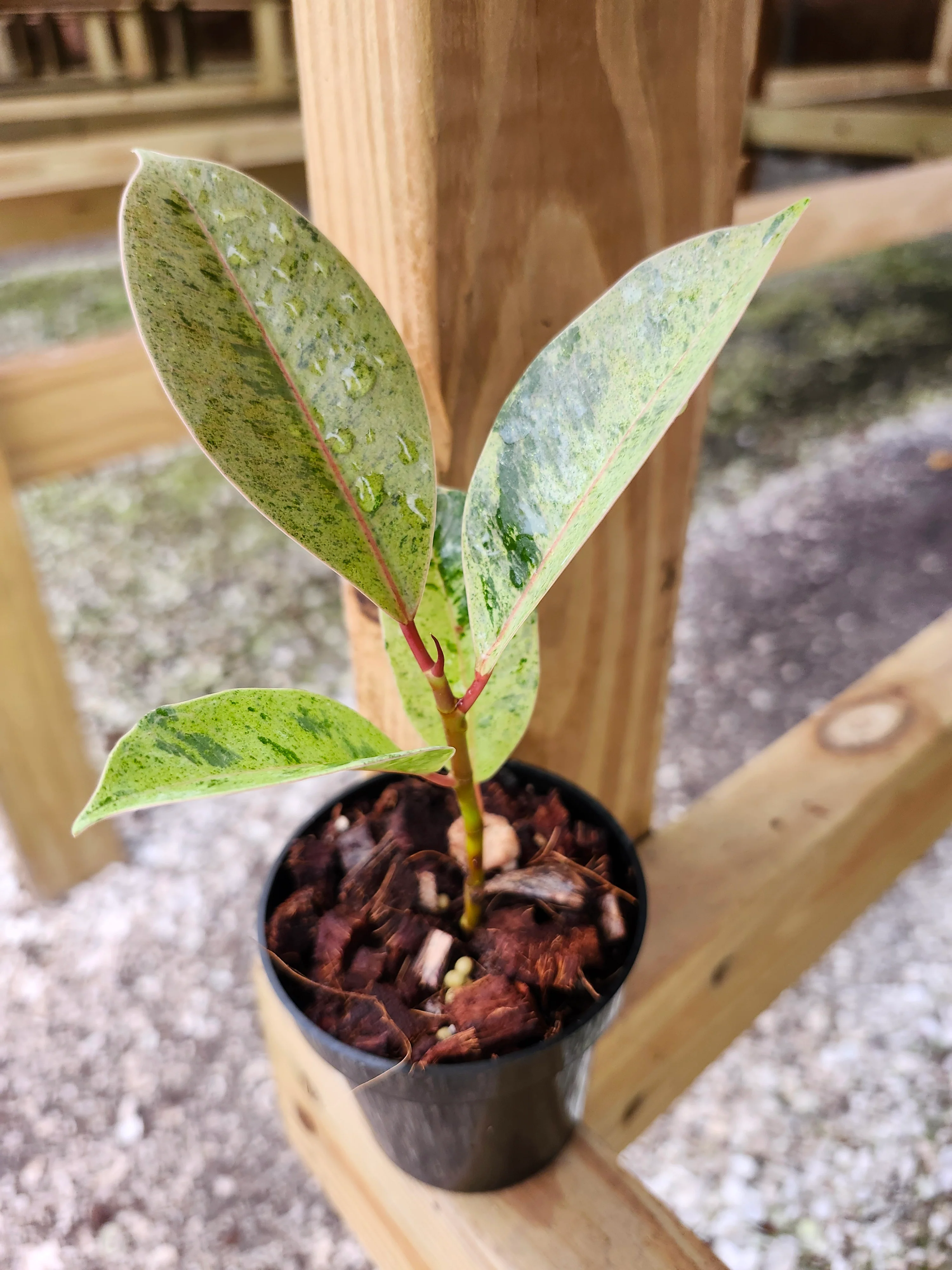 Ficus Shivereana 'Moonshine' - Image 4