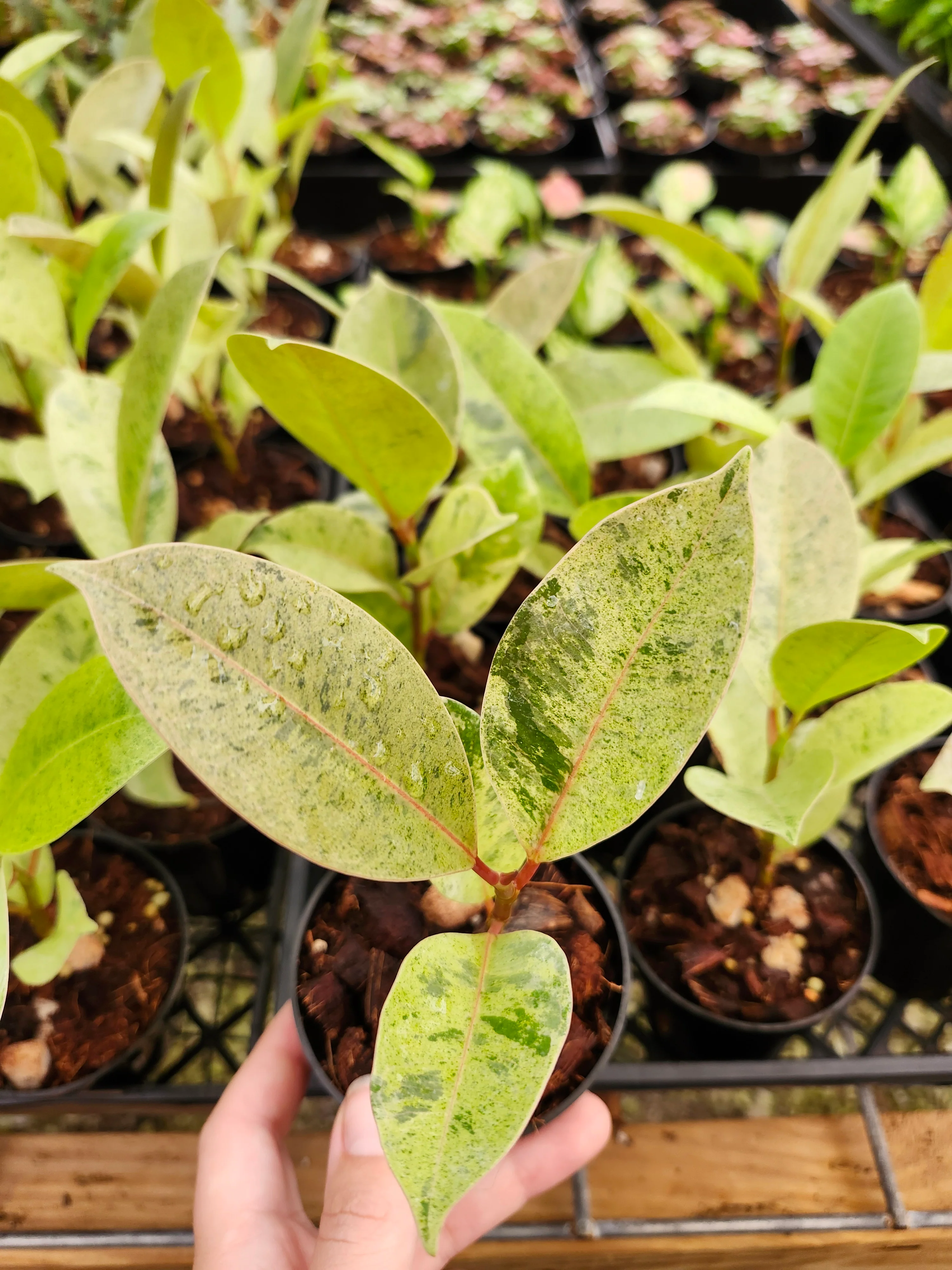 Ficus Shivereana 'Moonshine' - Image 5