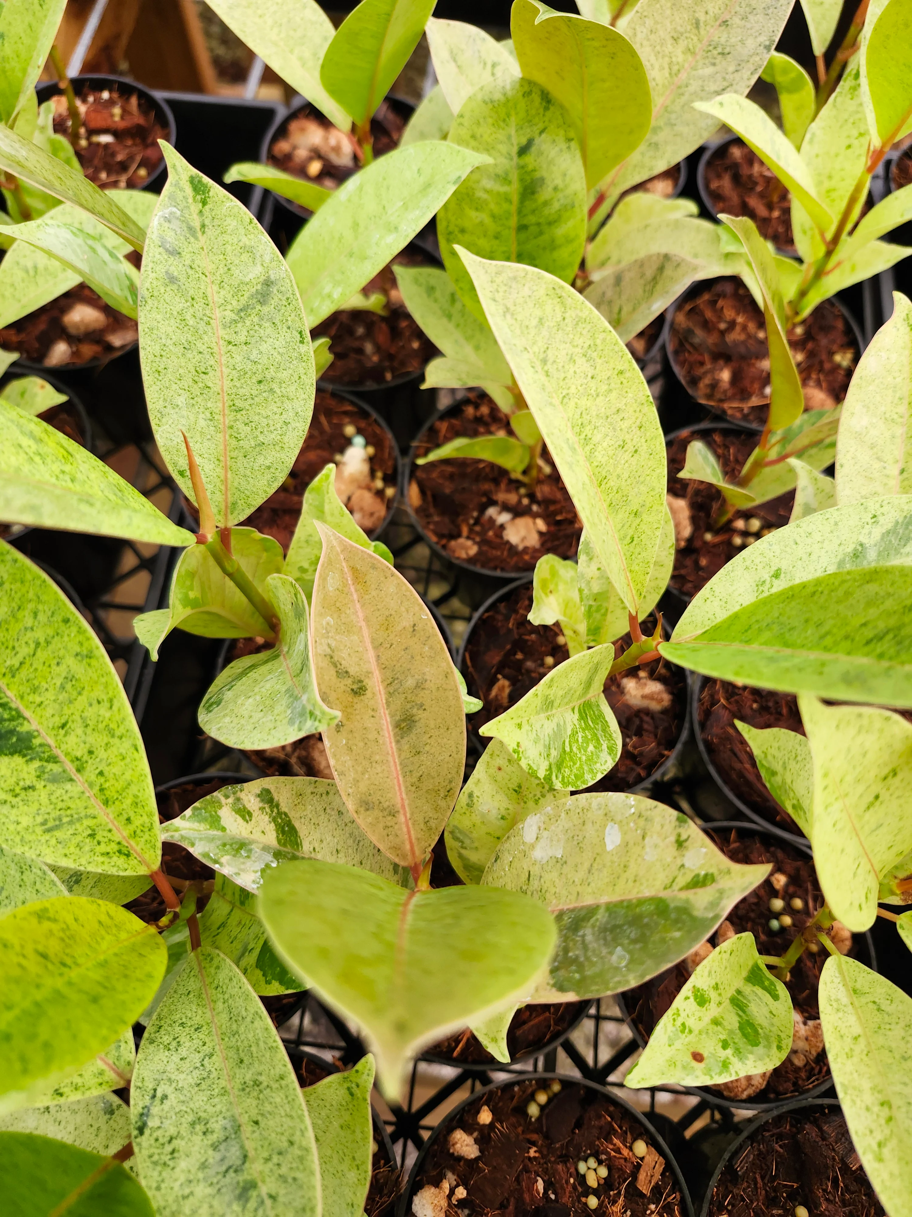 Ficus Shivereana 'Moonshine' - Image 6