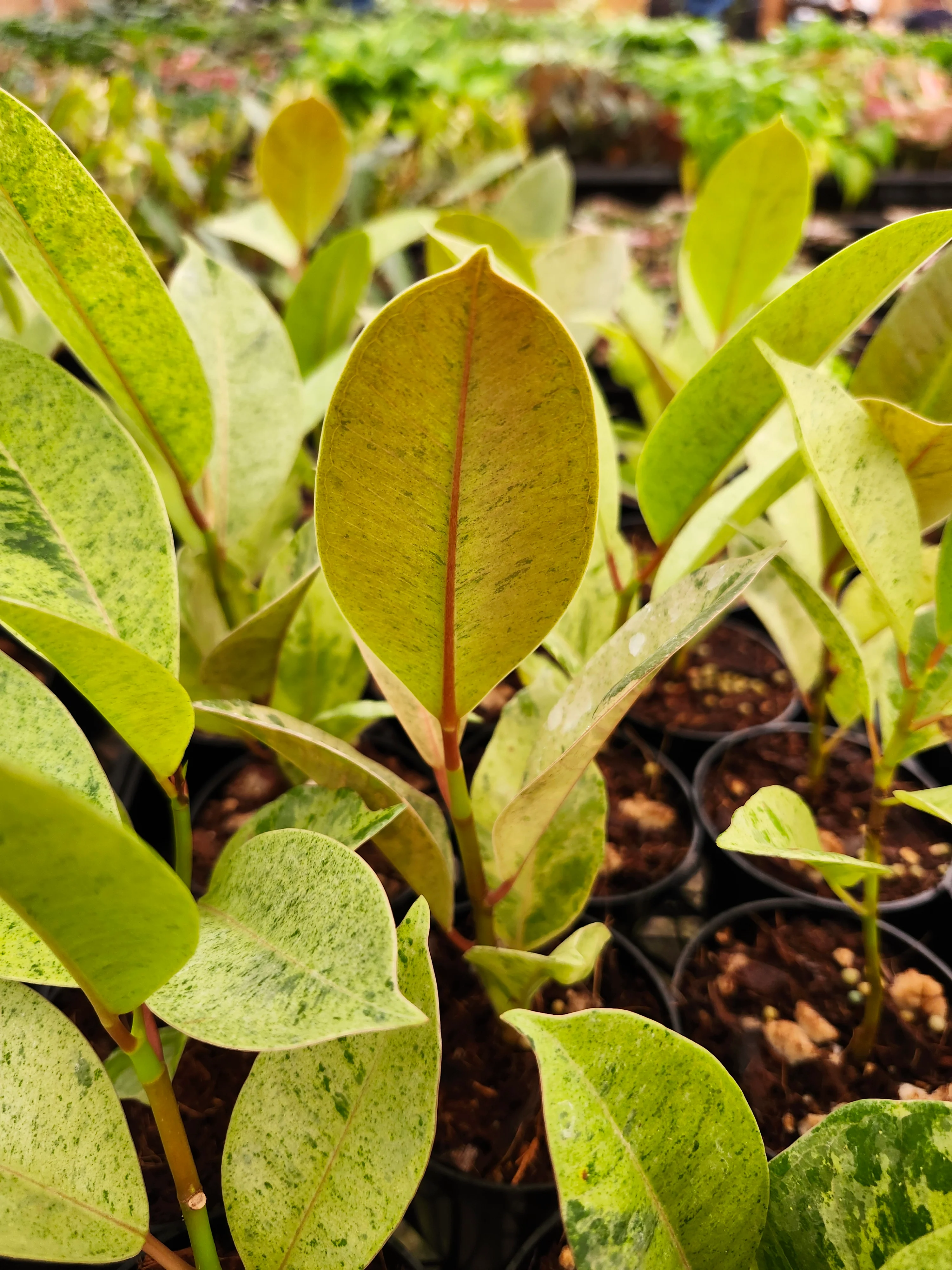 Ficus Shivereana 'Moonshine' - Image 7